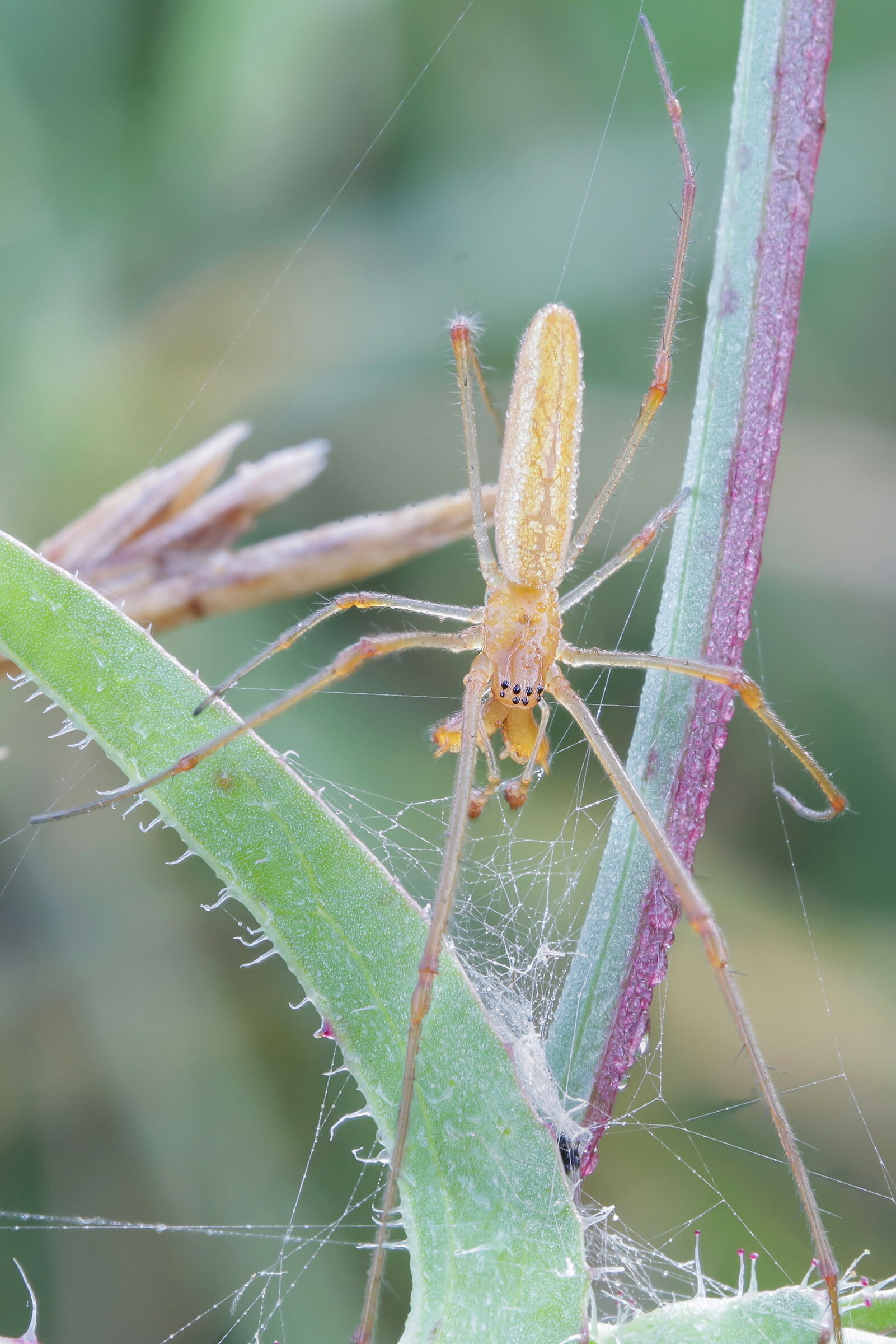 Tetragnatha sp.