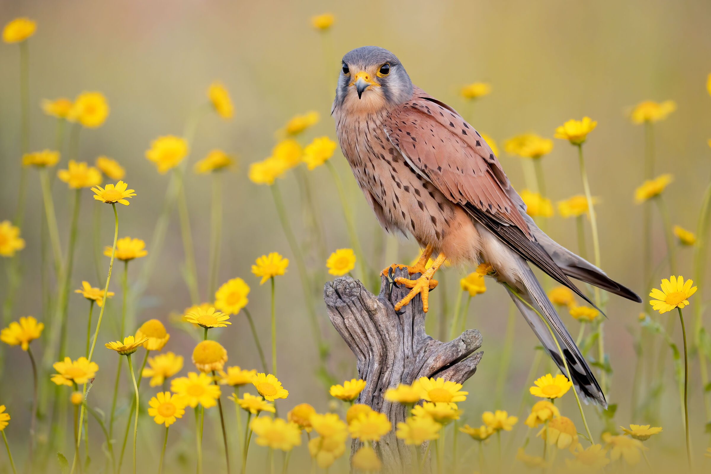 kestrel