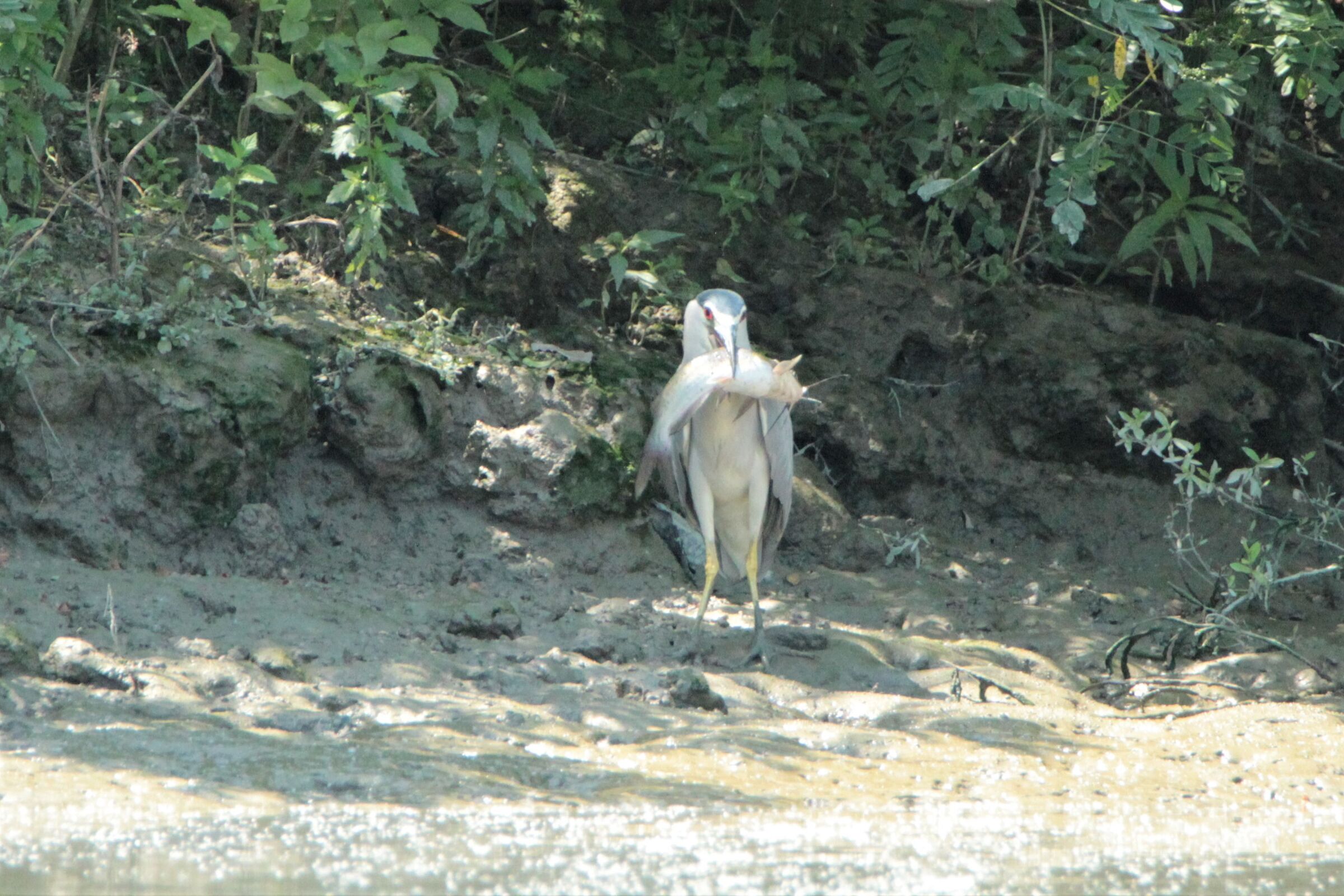 imitation of kingfisher with fish