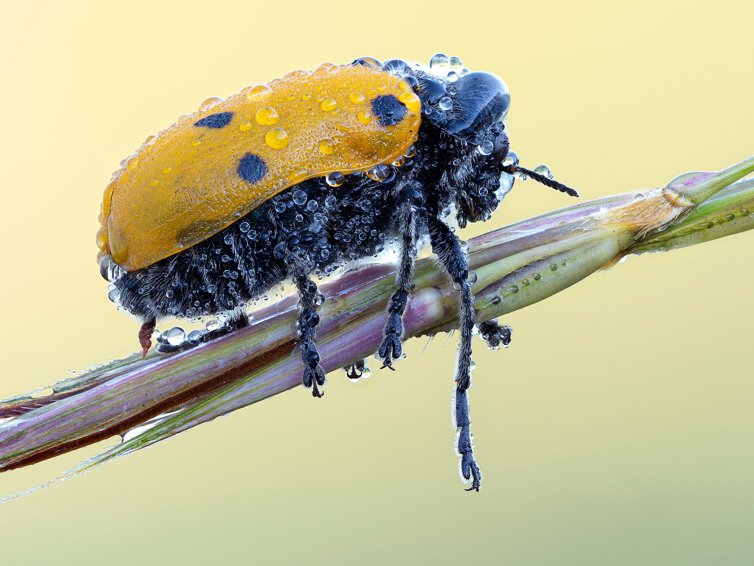 Lachnaia sexpunctata