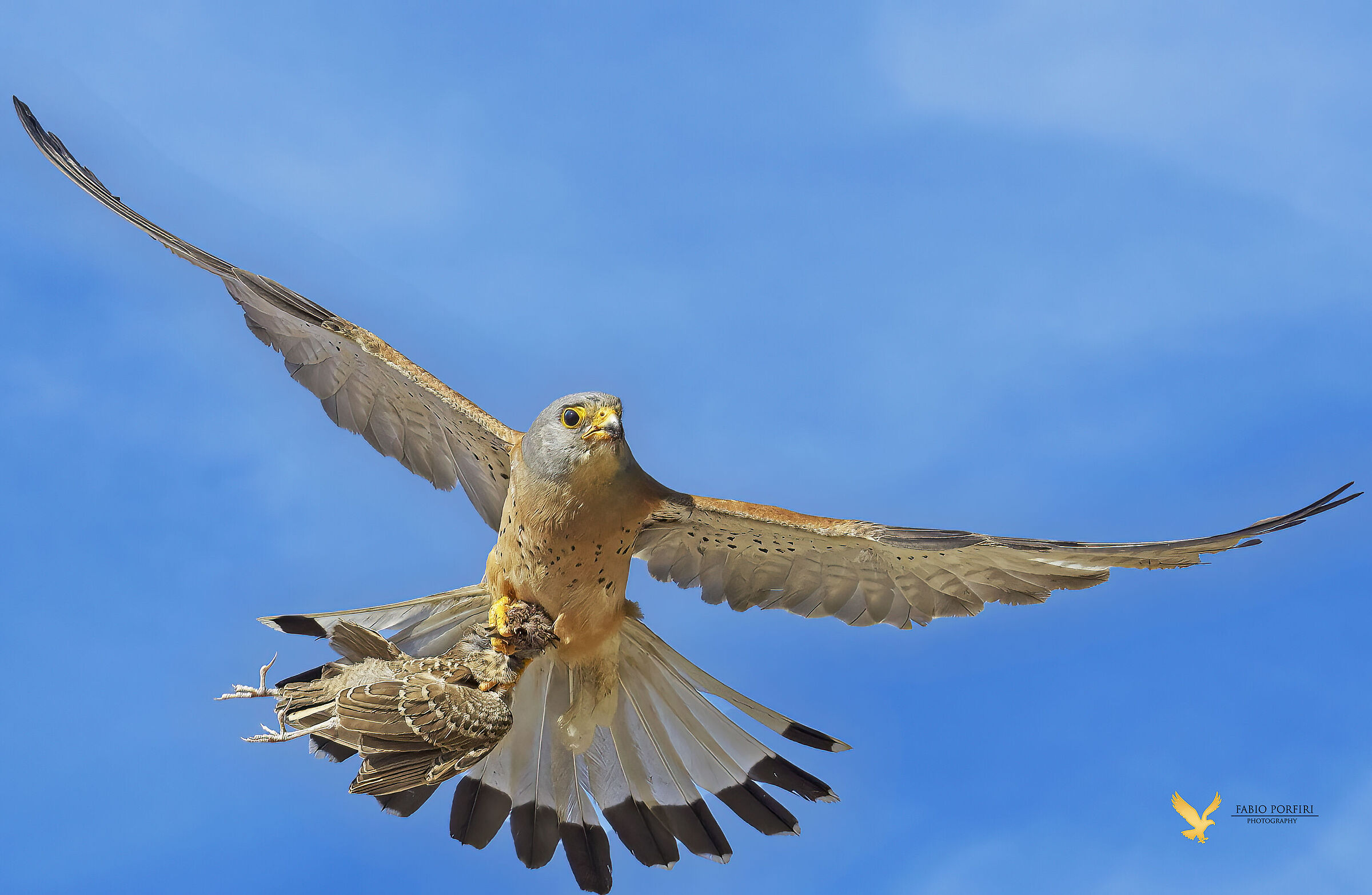 grillaio - la cappellaccia