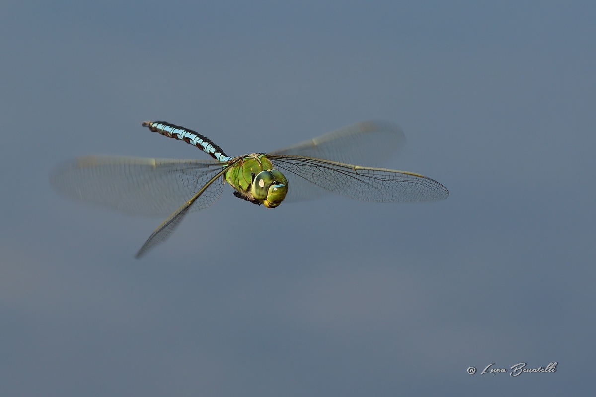 Anax imperator