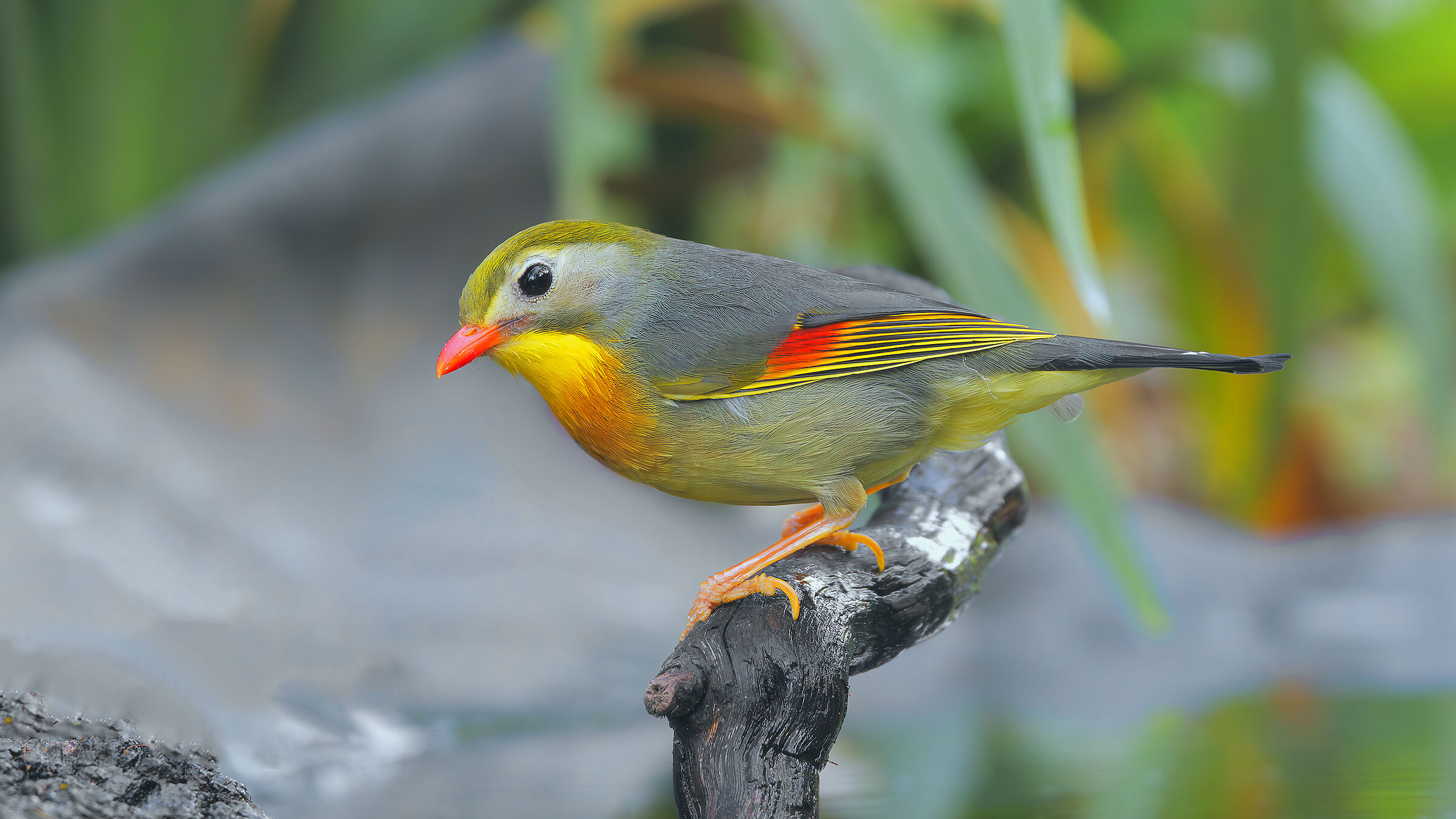 Nightingale of Japan