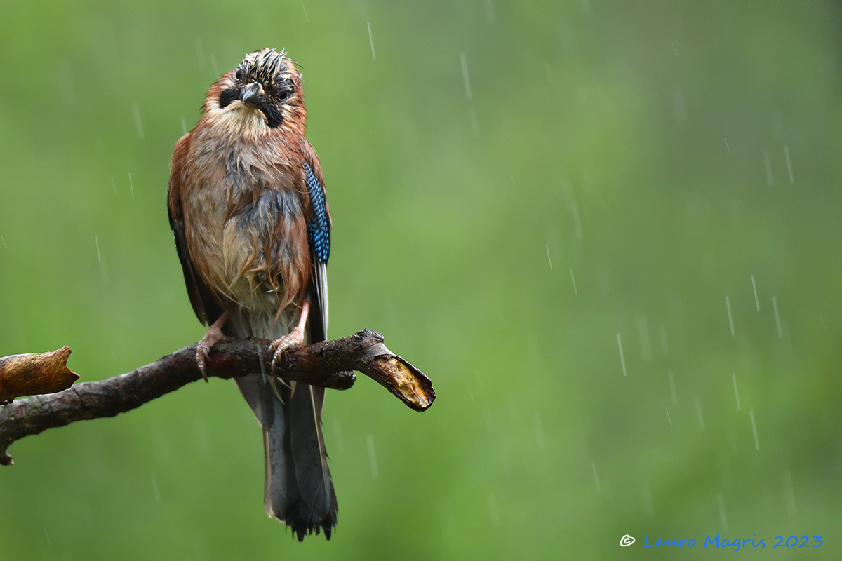 Triste sotto la pioggia