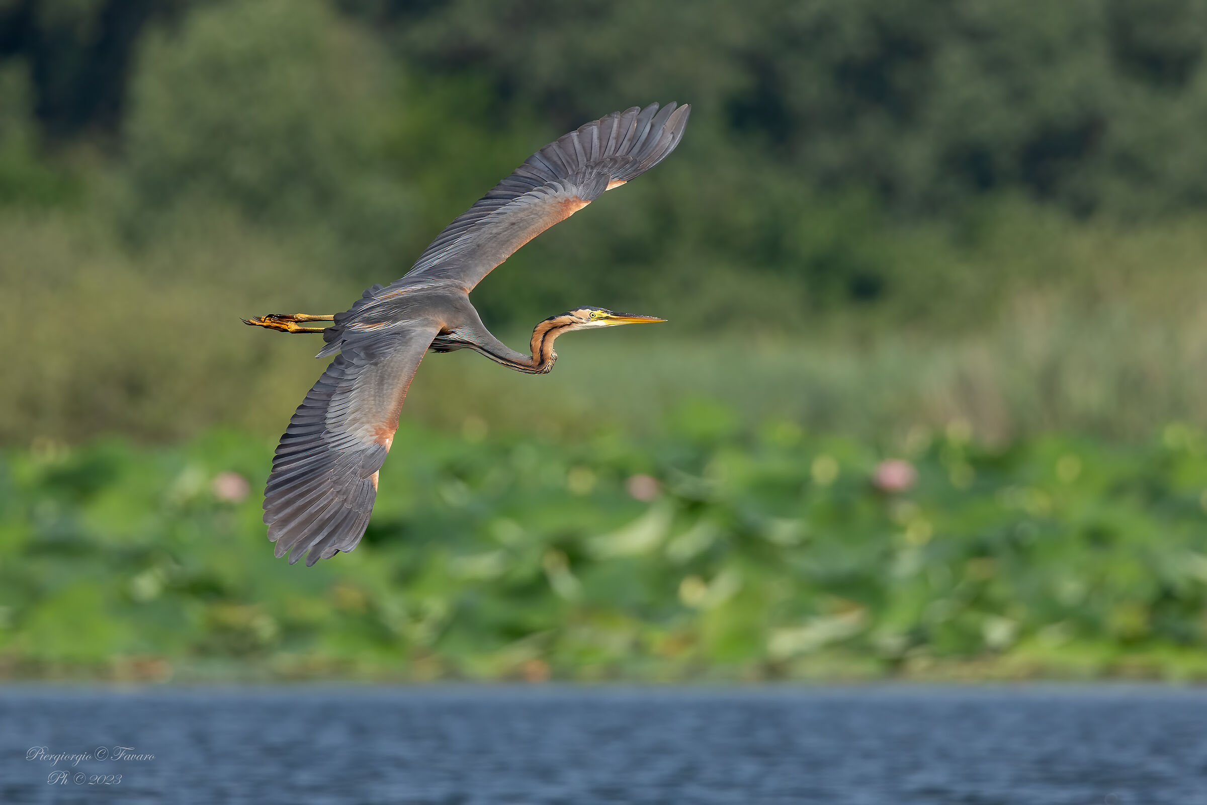 Purple heron
