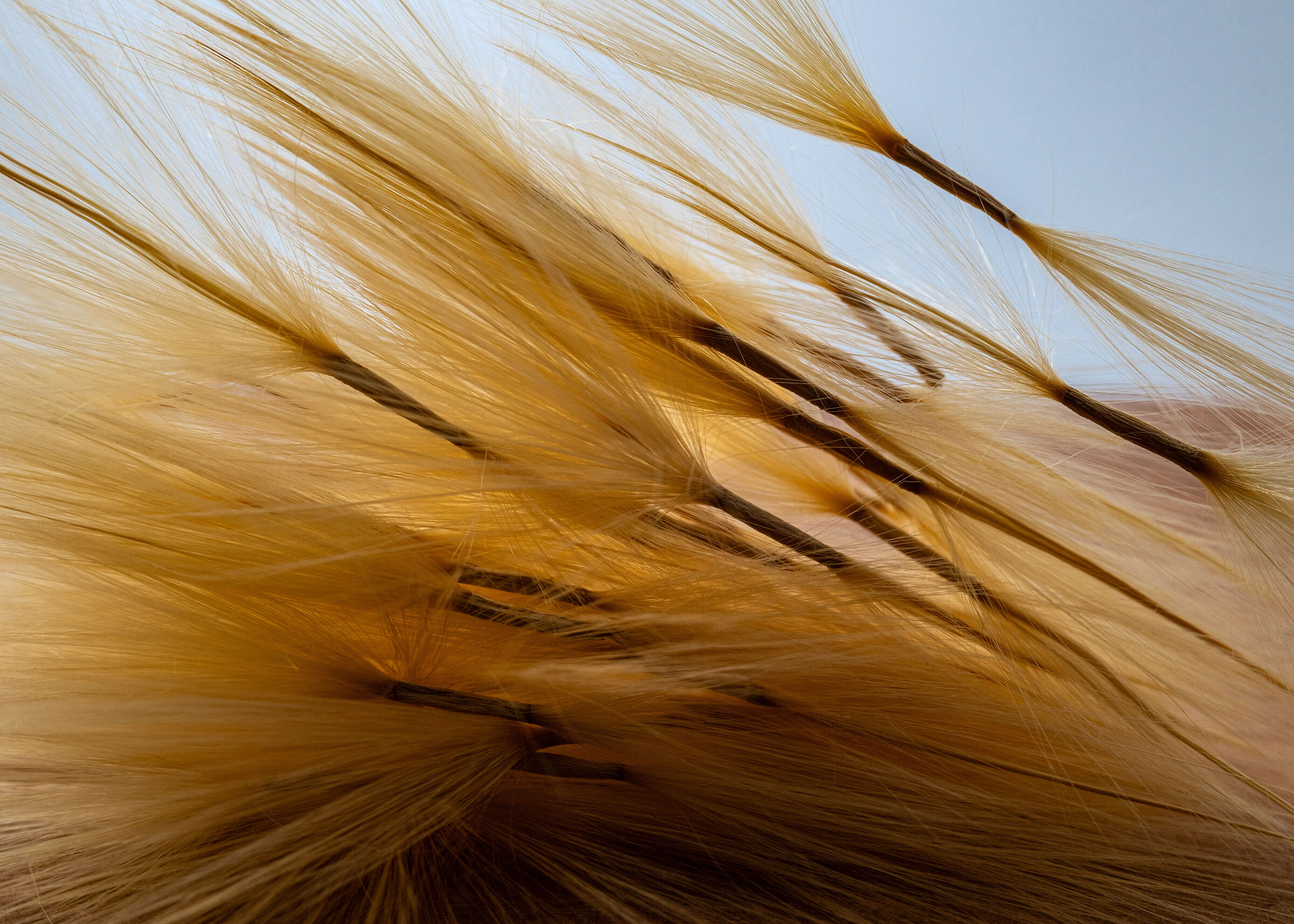 Semi di Rosa del deserto