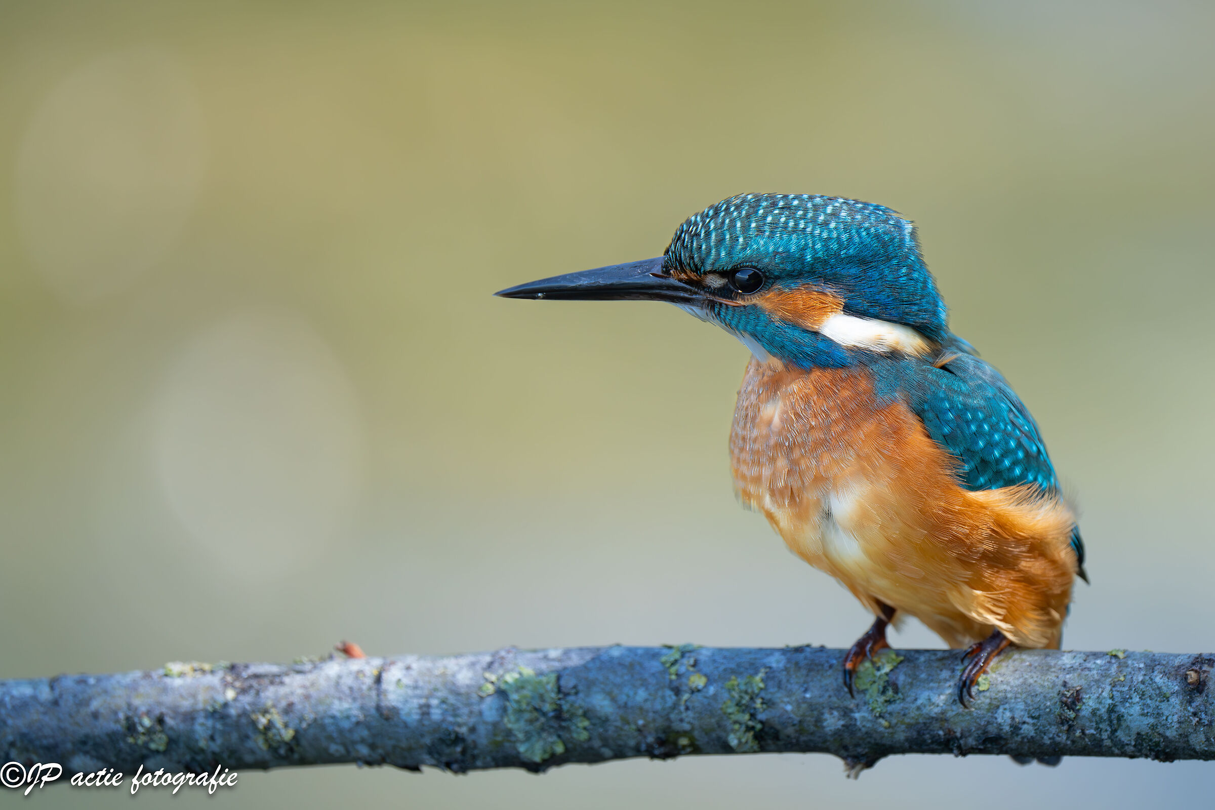 kingfisher