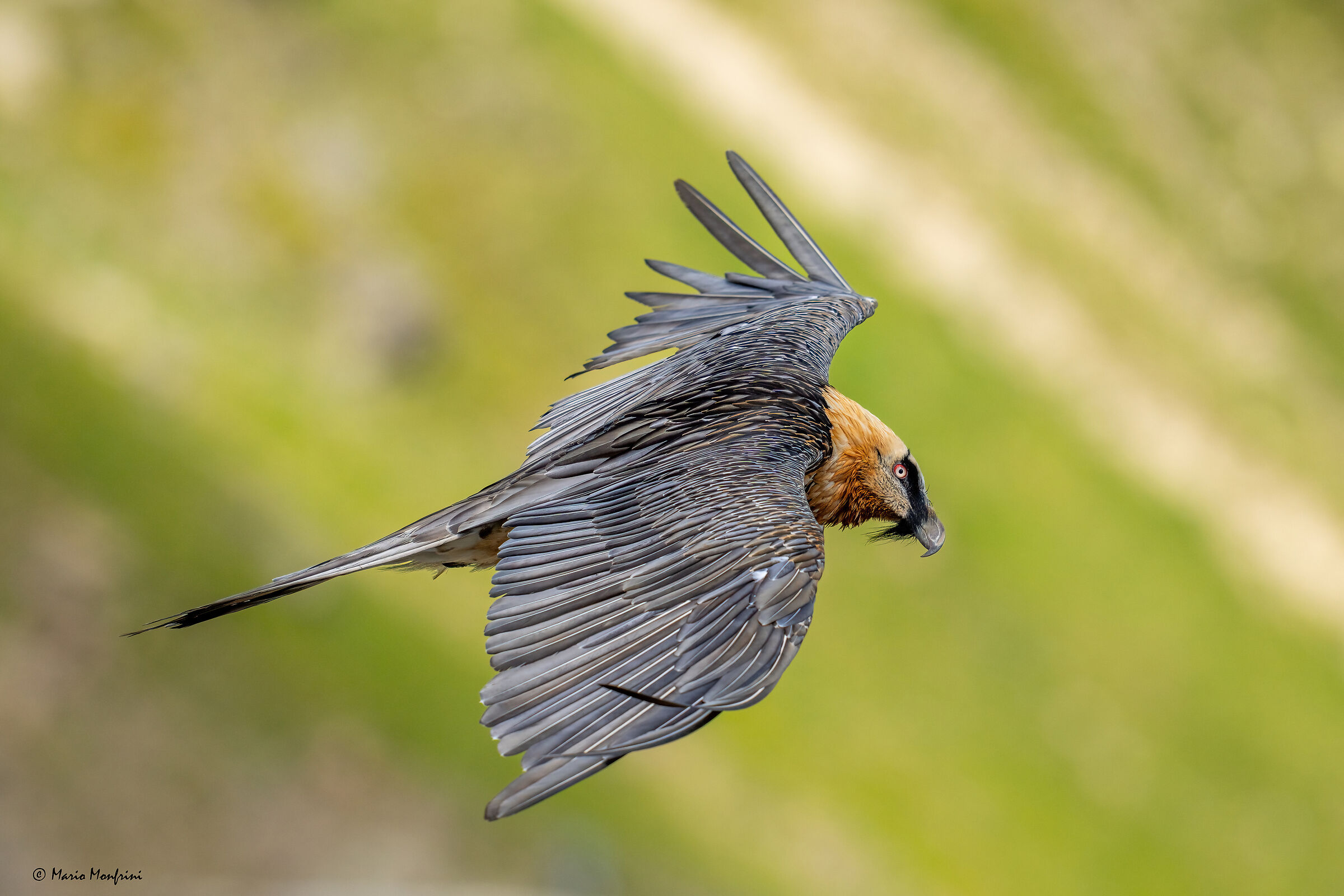 Bearded vulture (Gypaetus barbatus)