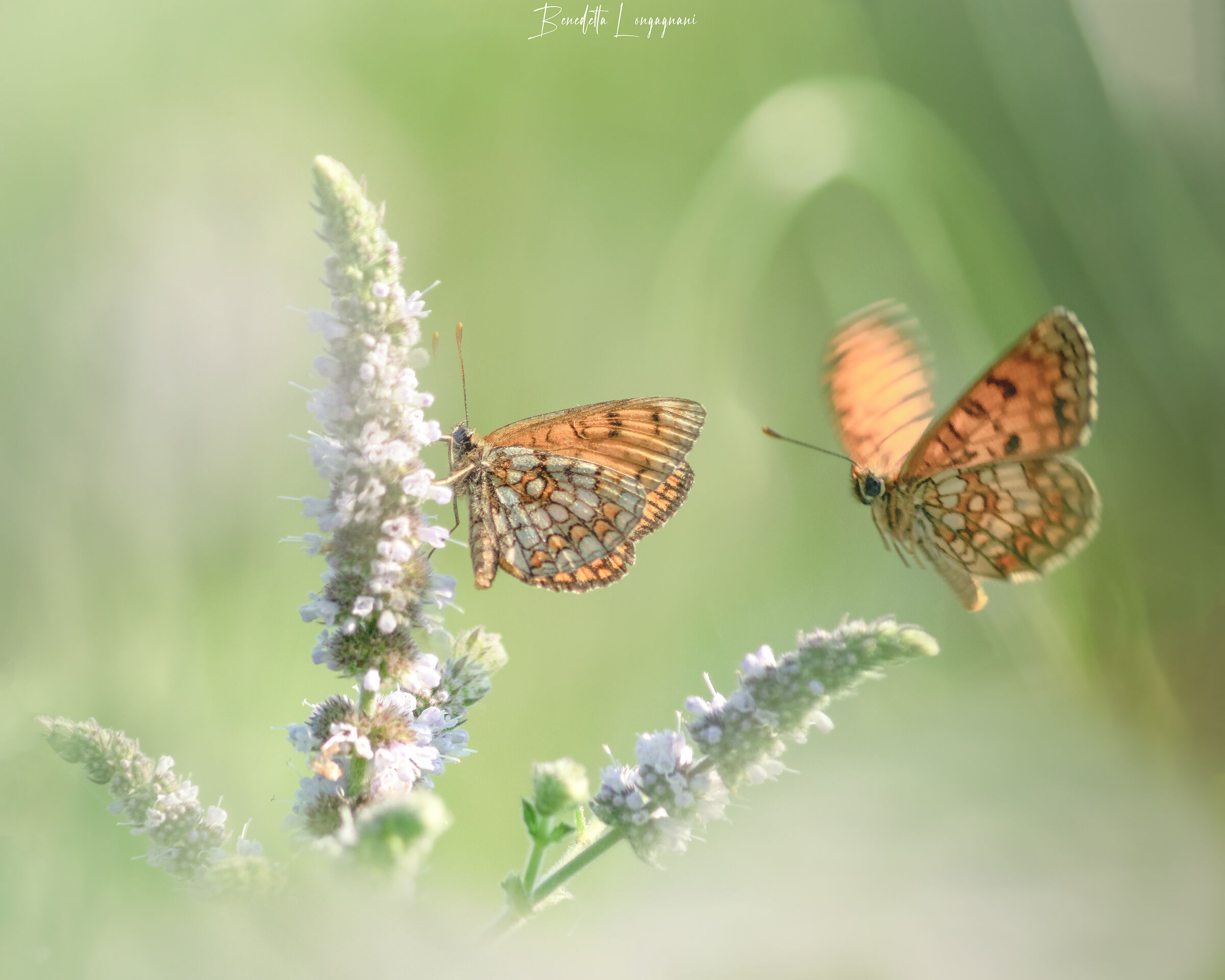 First flight of the morning