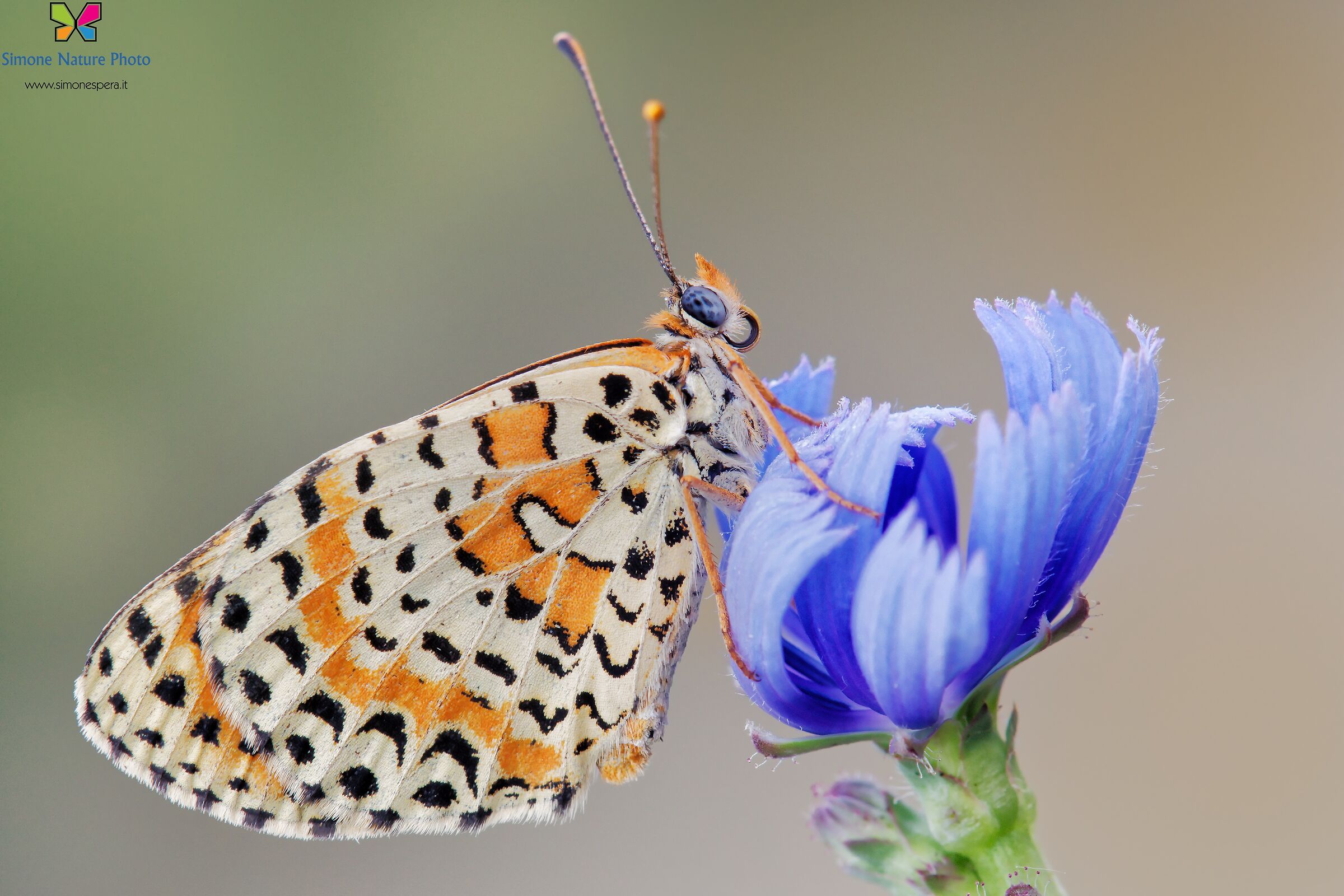 Simply Melitaea....