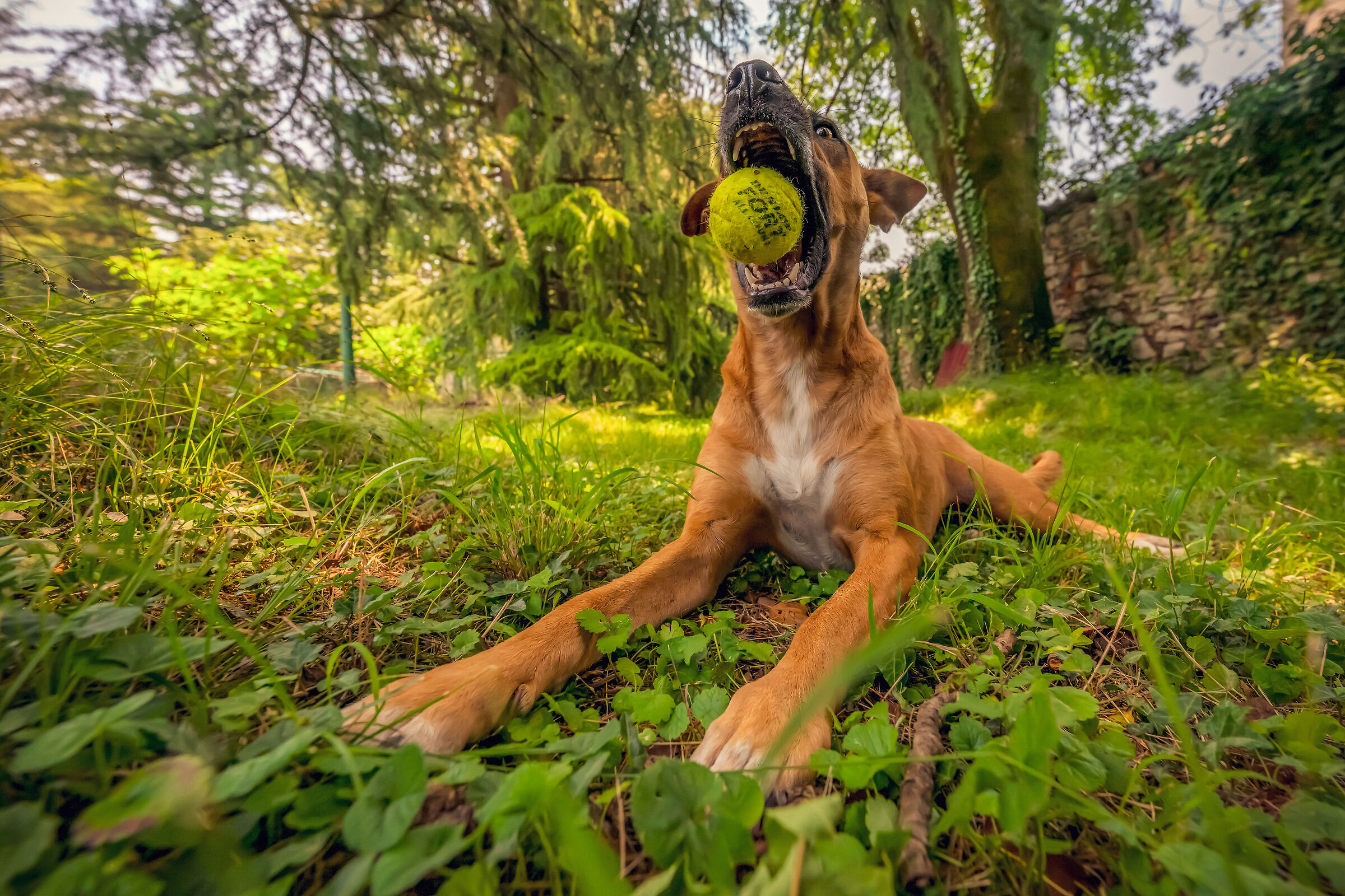 Spring