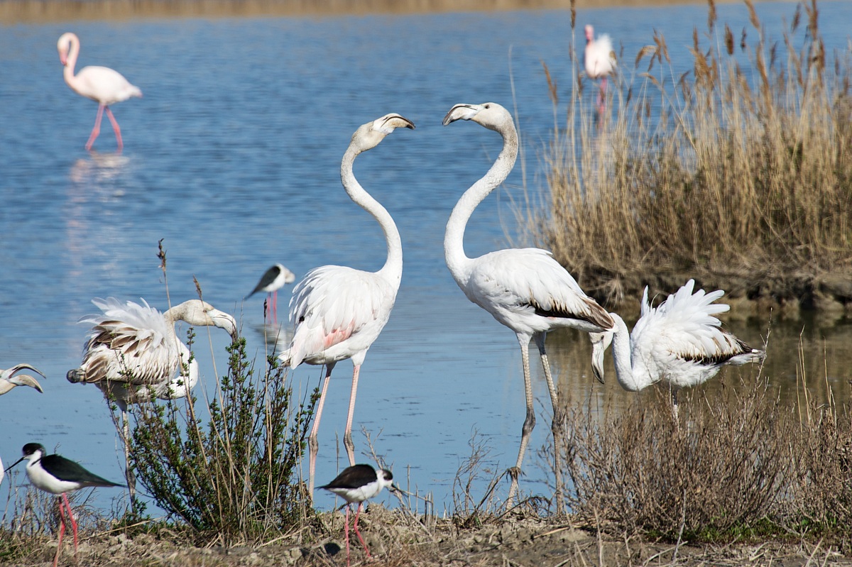 cuore di Camargue