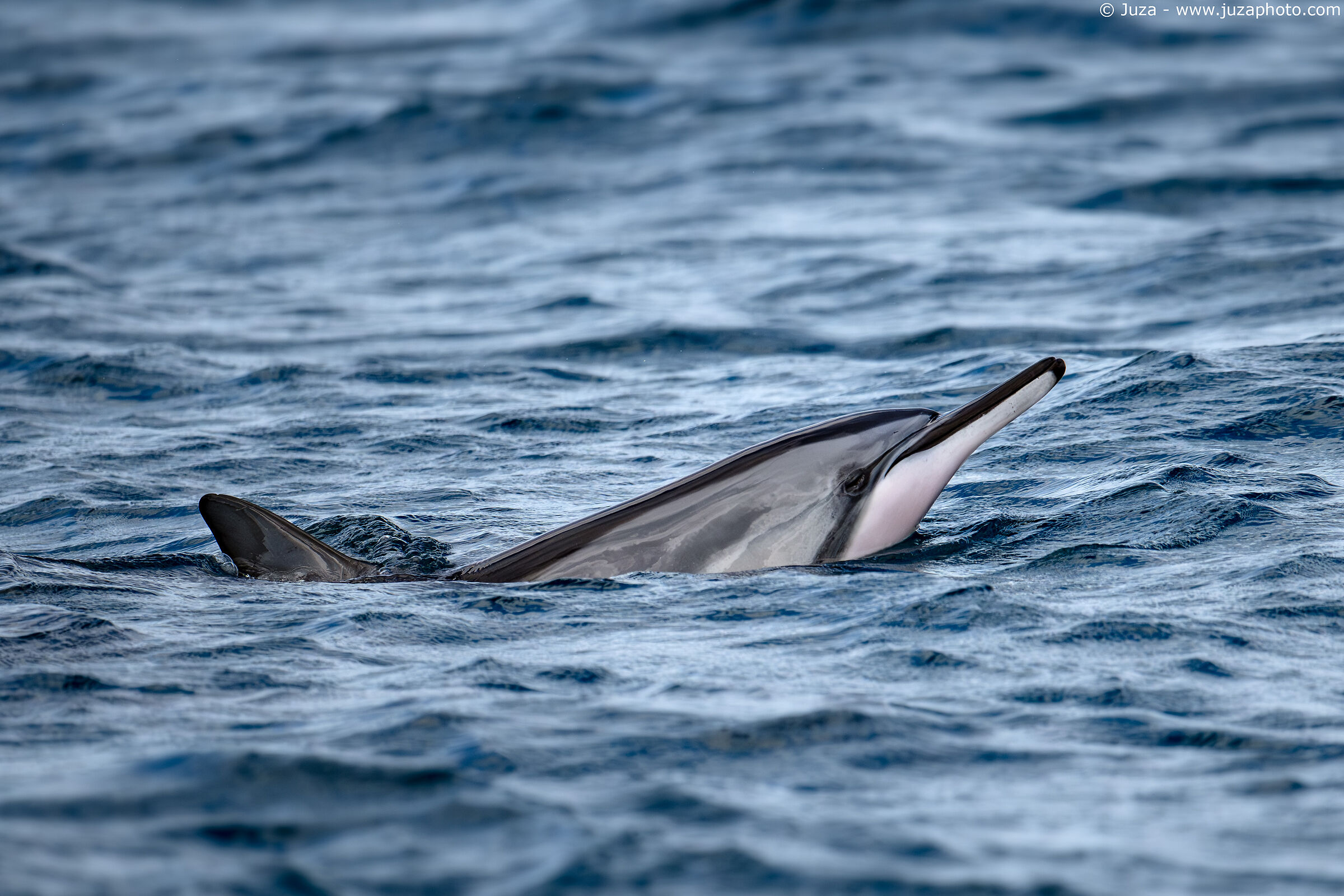 Stenella longirostris