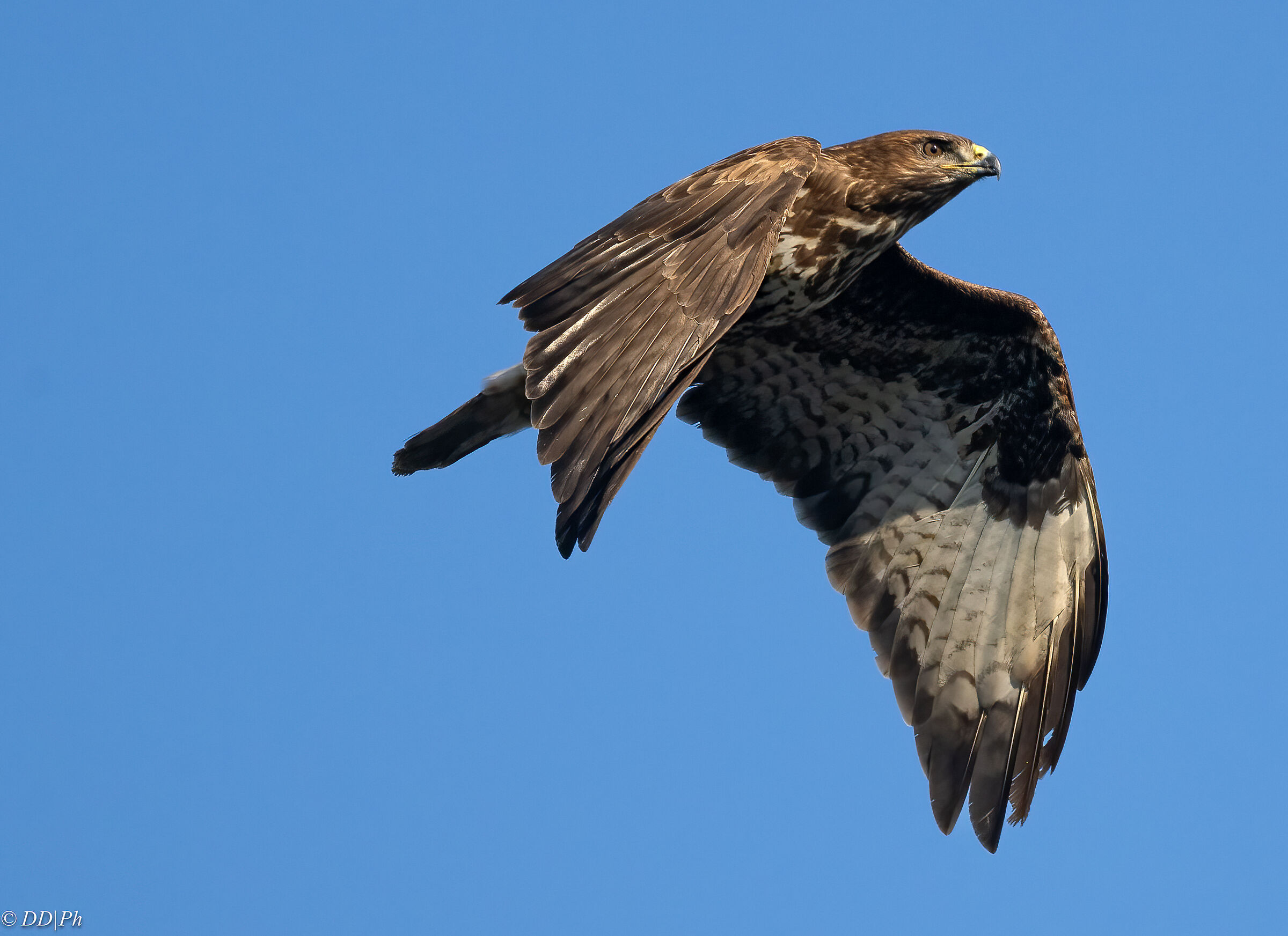 Buzzard