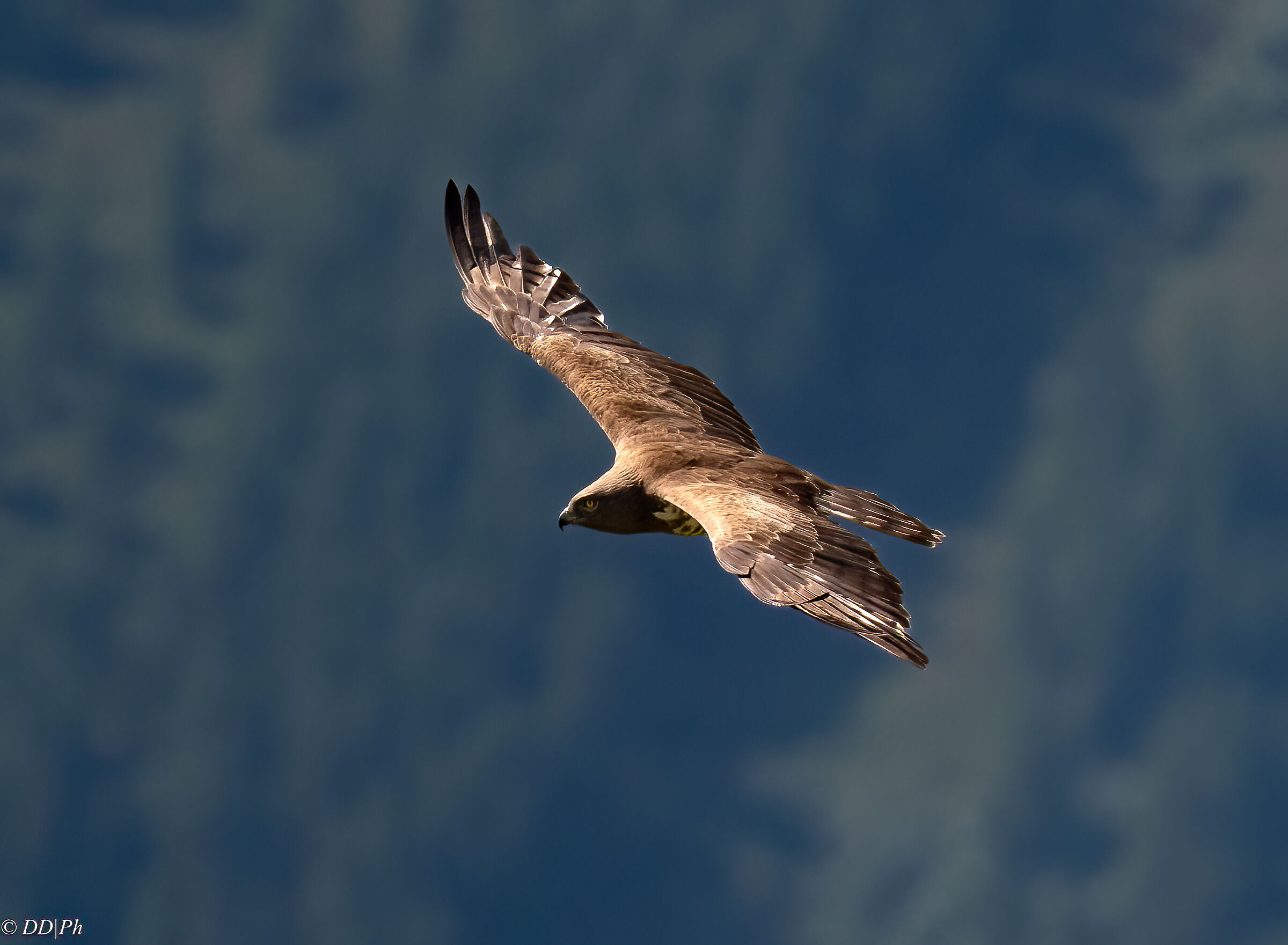 Short-toed eagle or Snake eagle