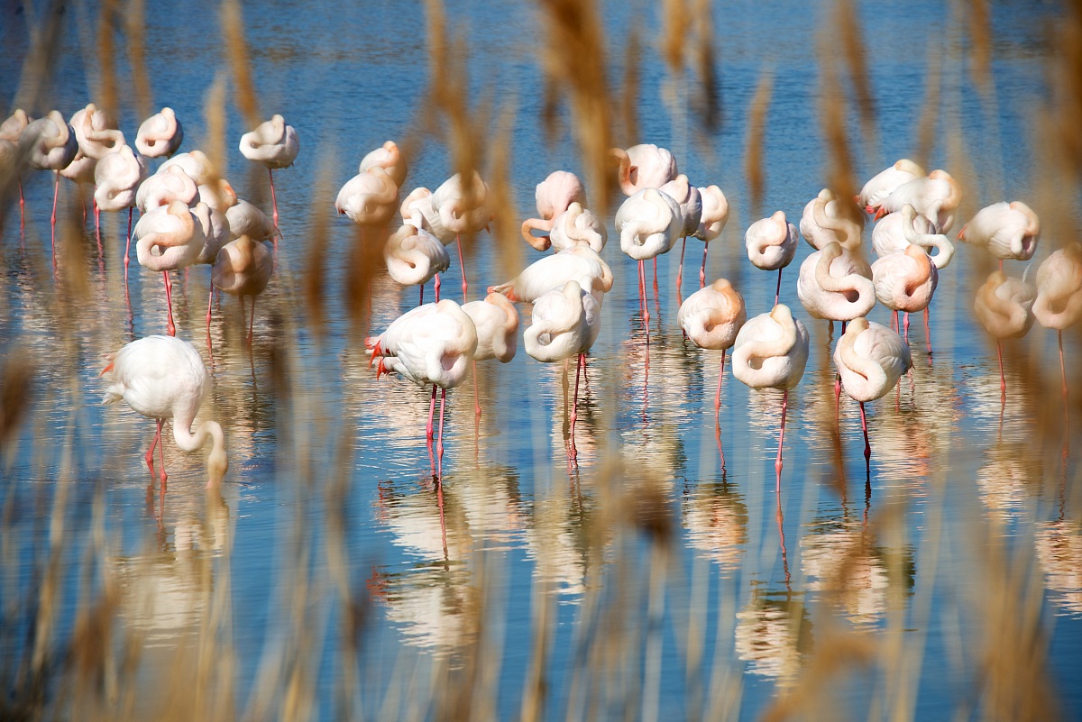 cannicci e flamengos