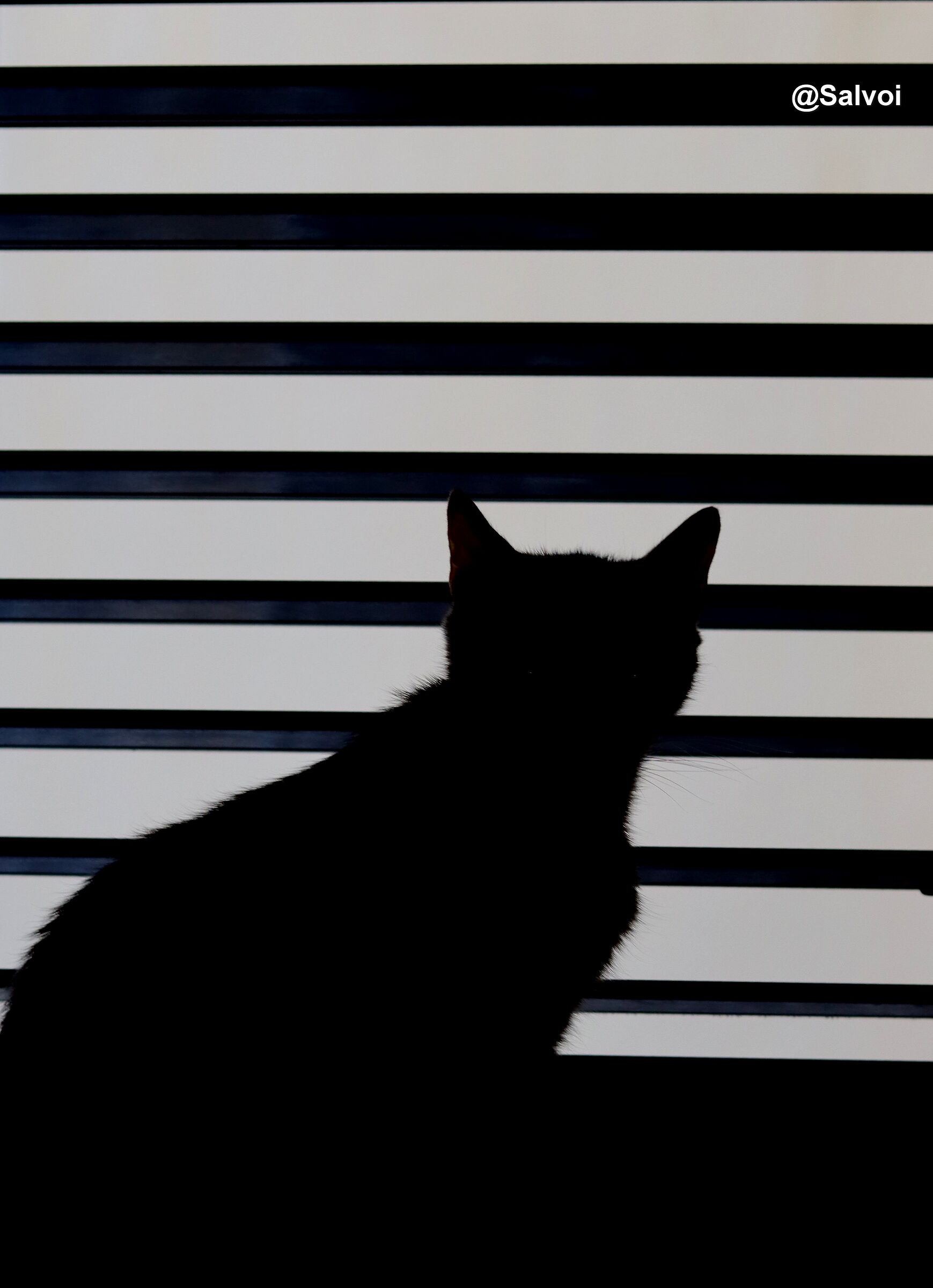 MIcia Backlight
