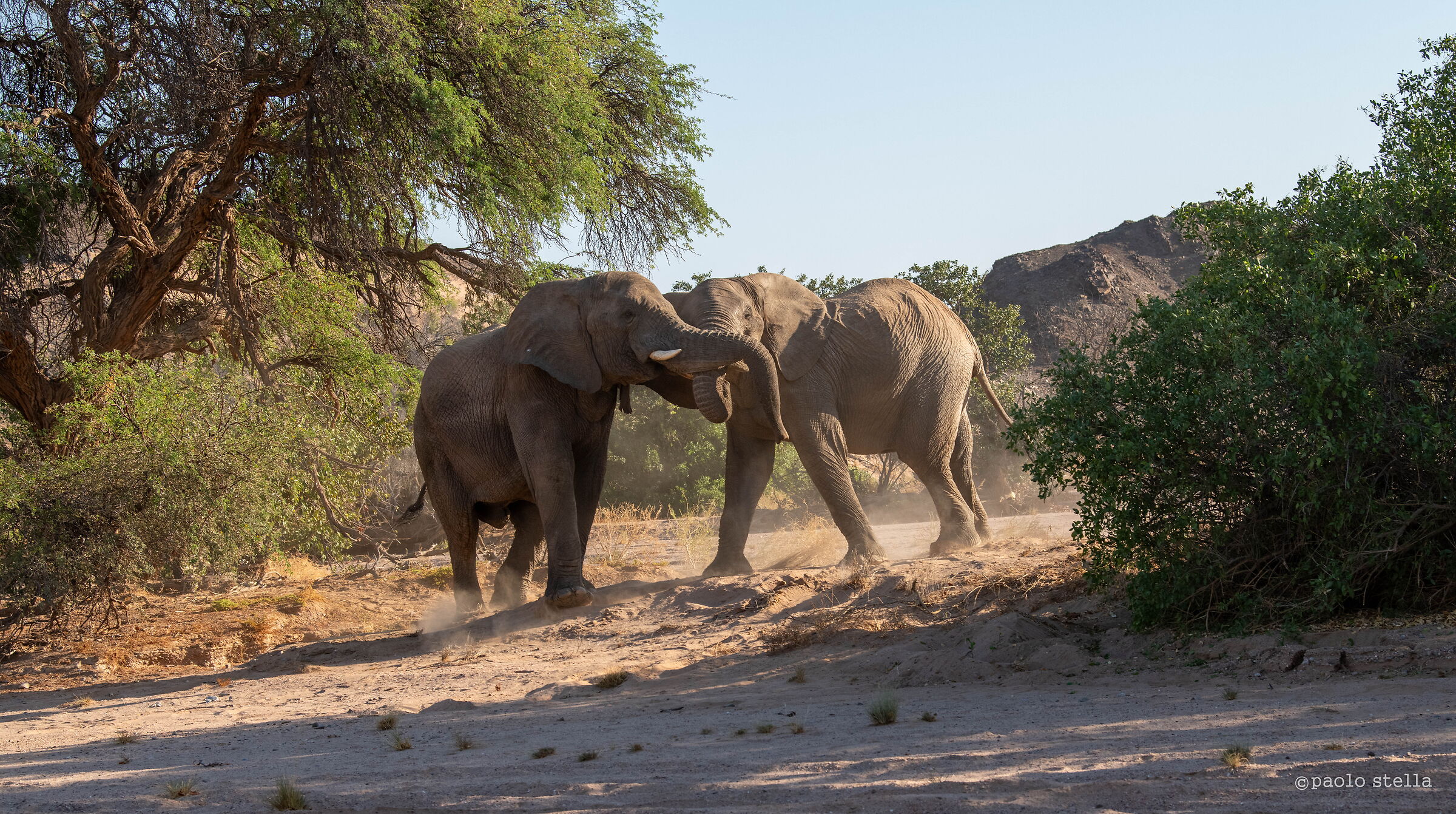 The challenge between the elephants