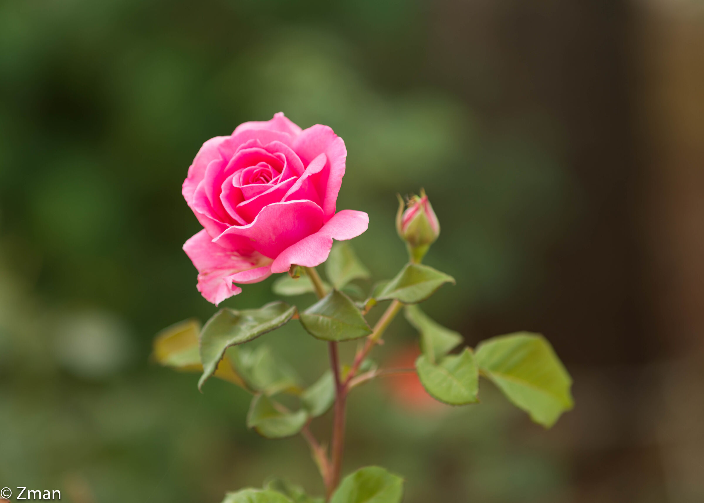 Rosa Rosa