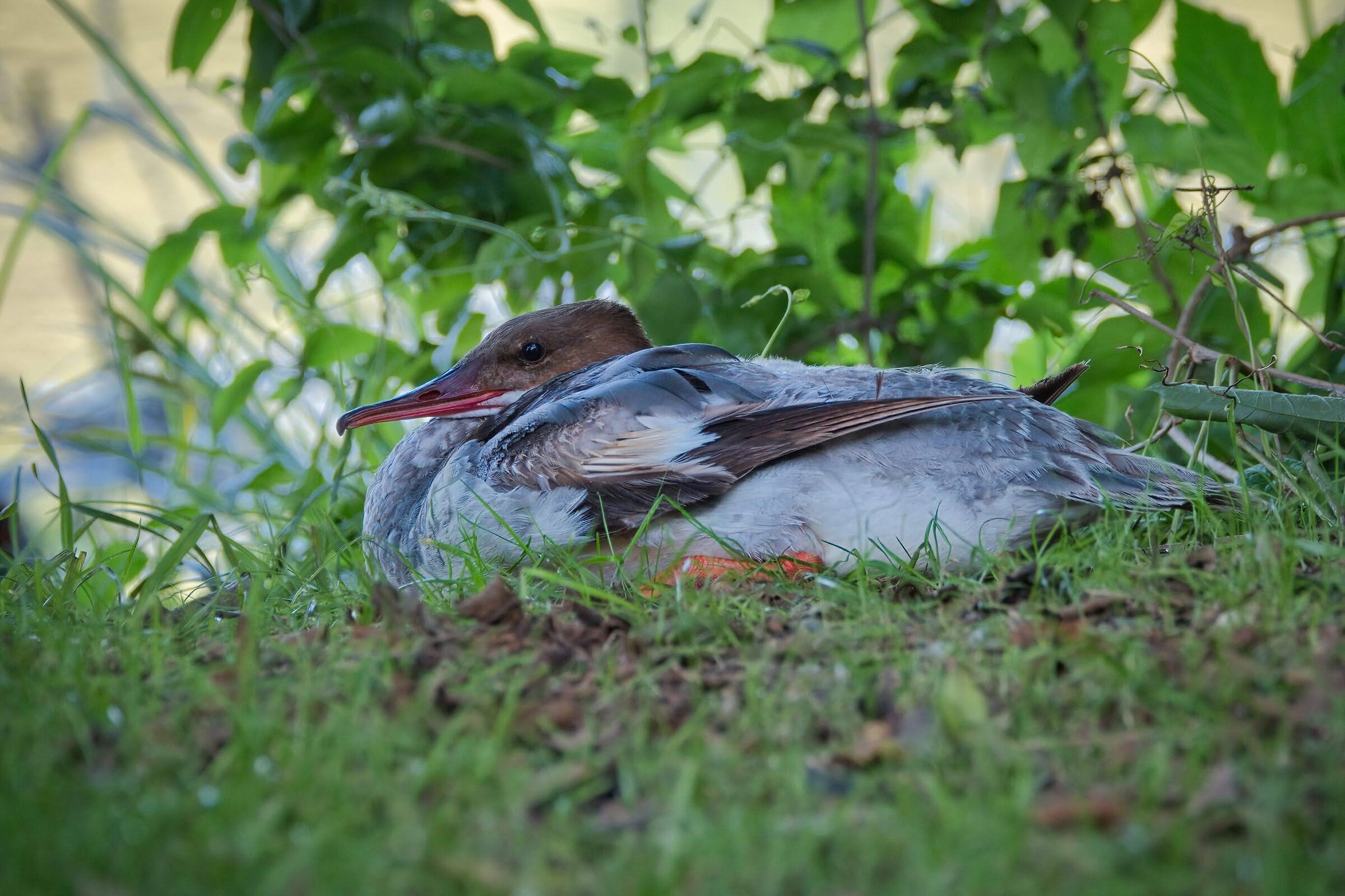 Merganser (f)