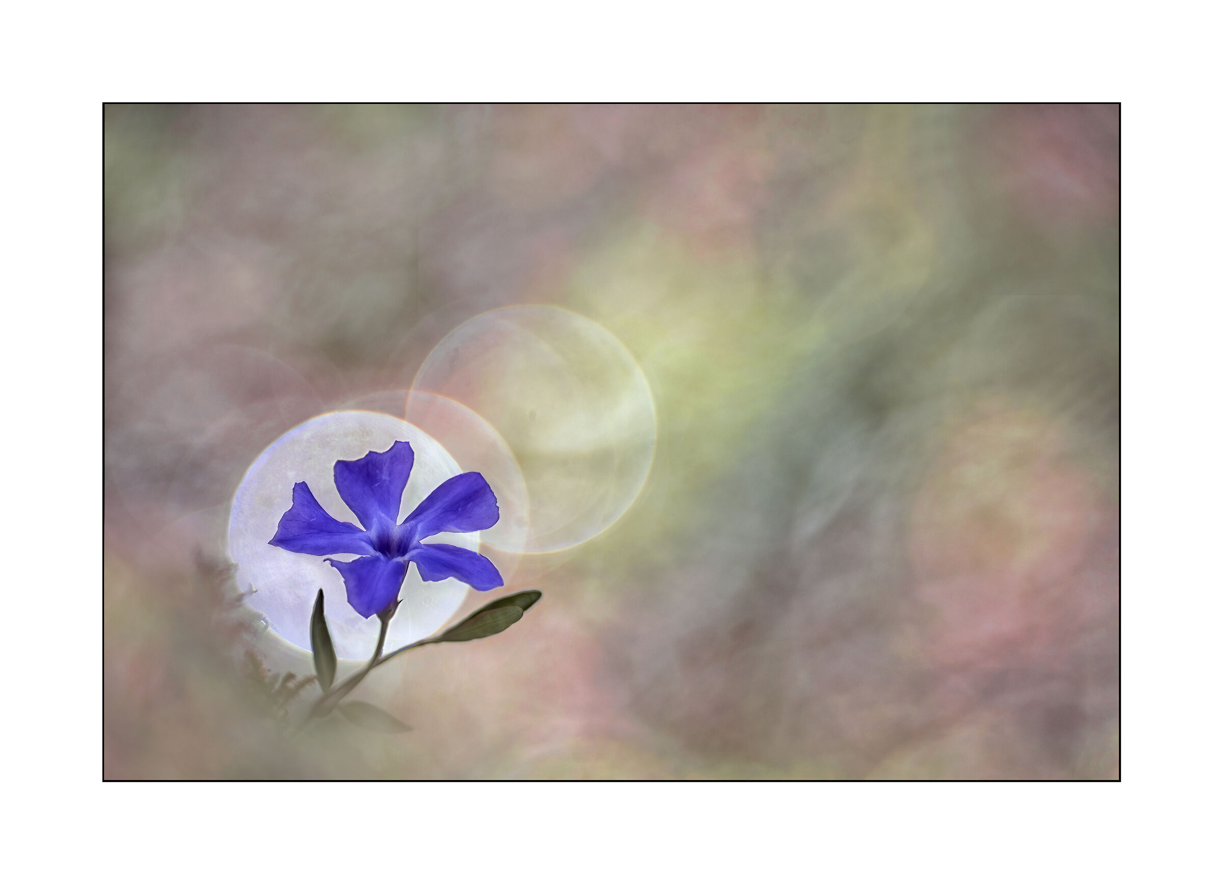 vinca minor