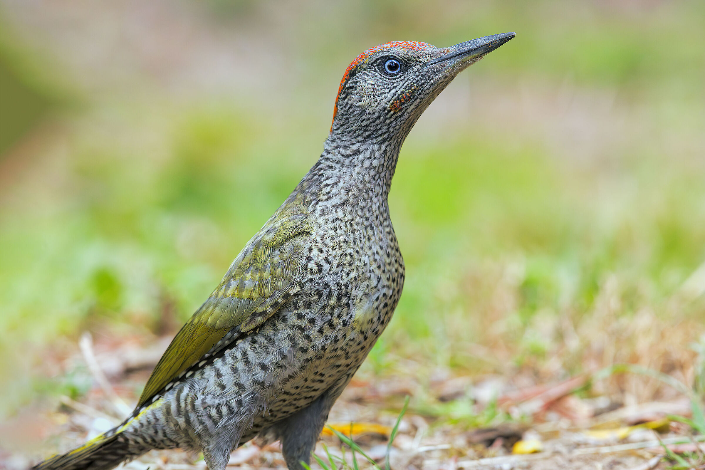 Green woodpecker near