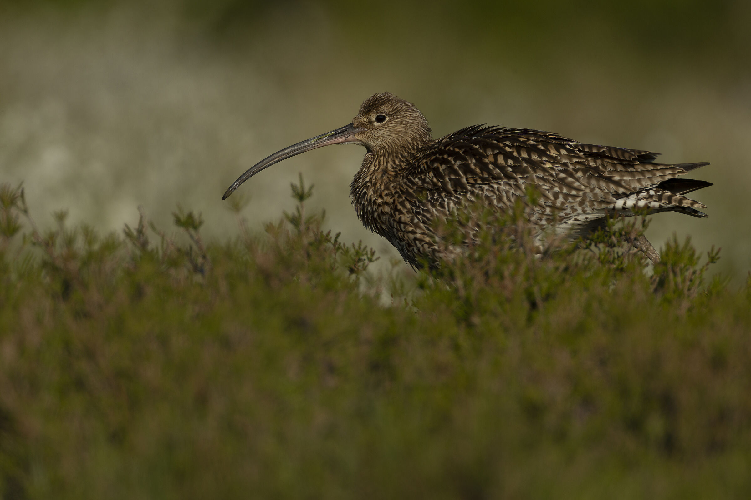 Curlew