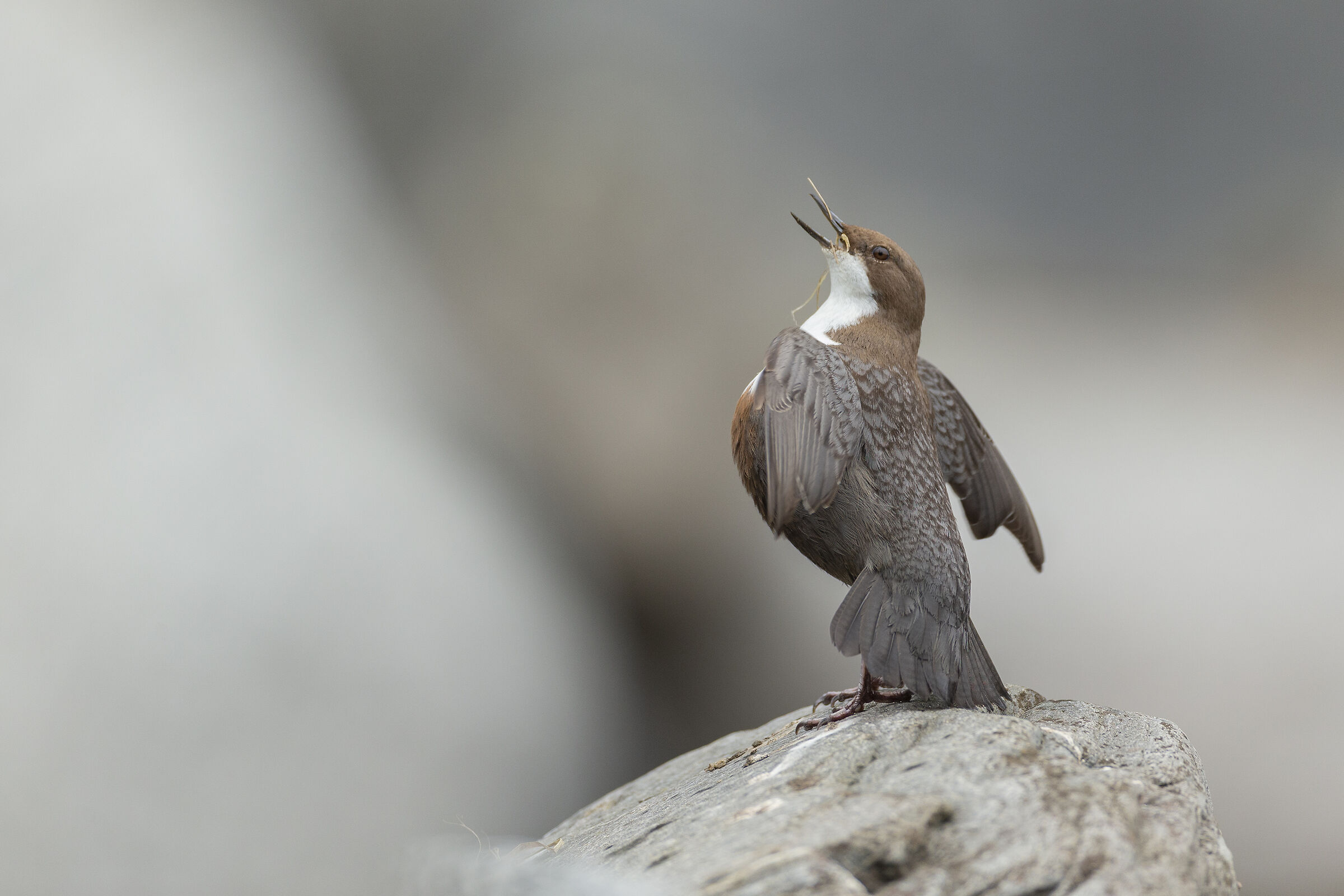 White-throated dipper