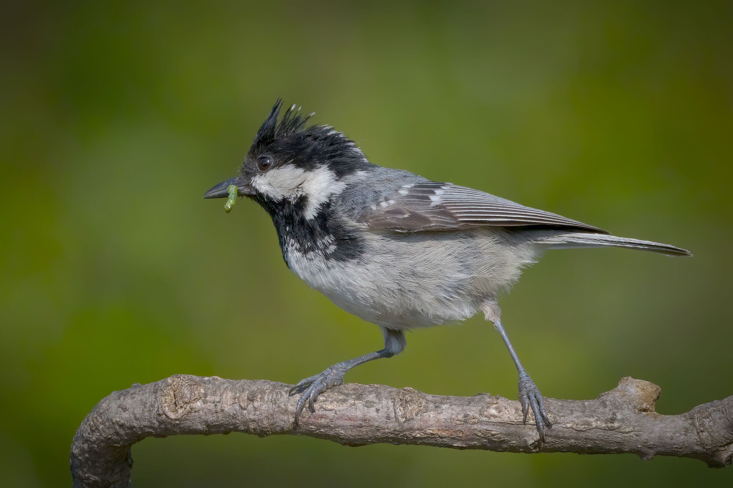 Cincia mora con bruco