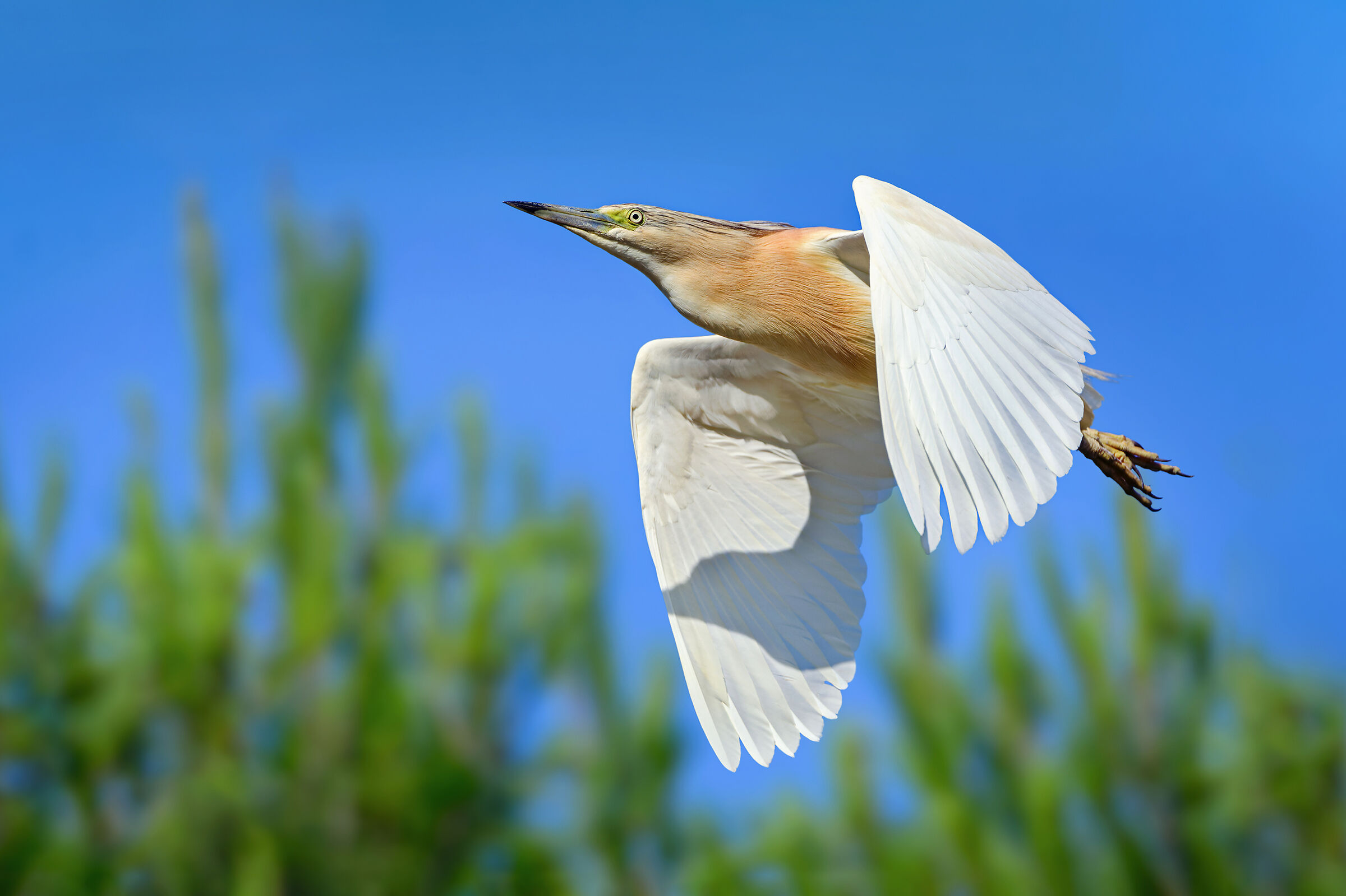 Squacco heron