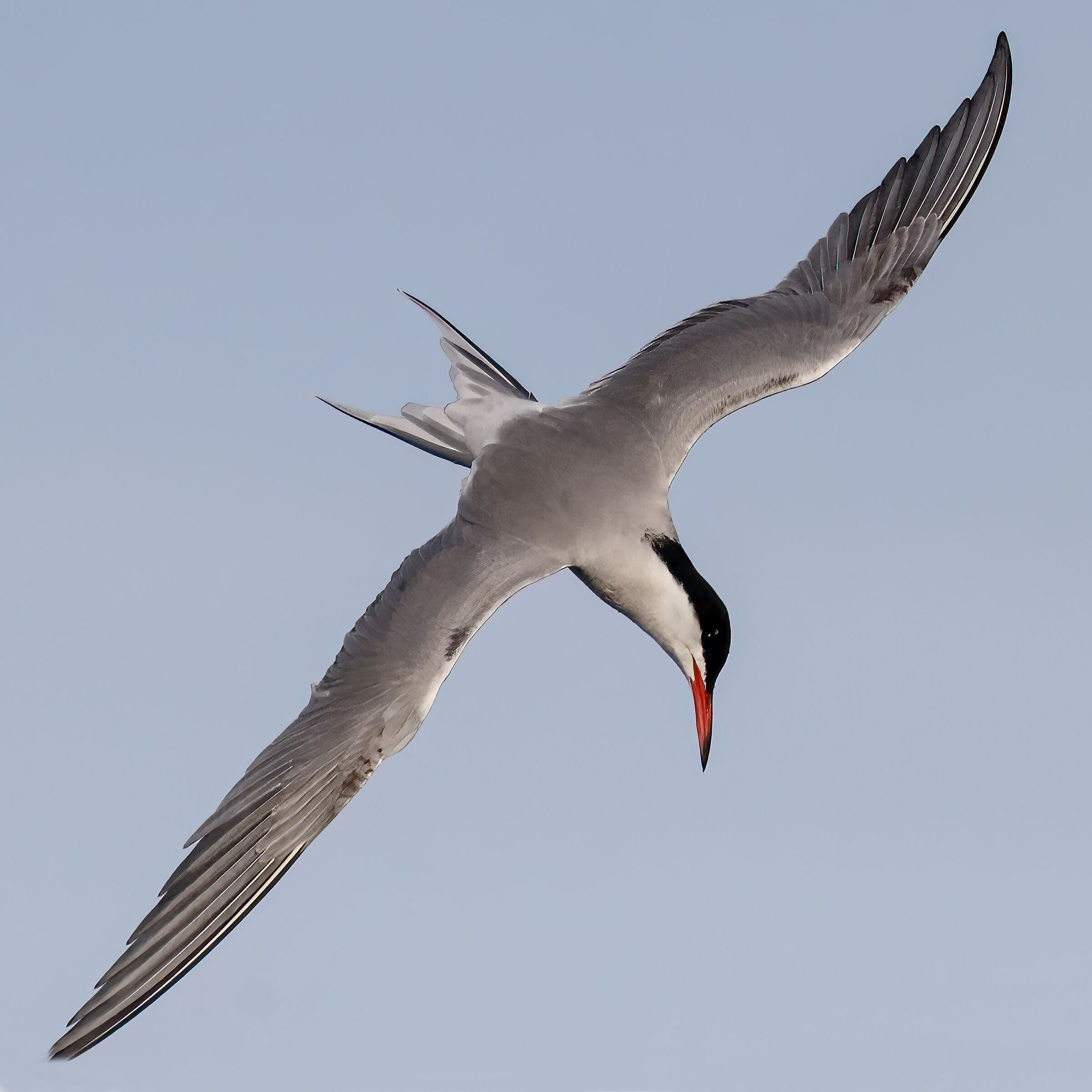 Common Tern