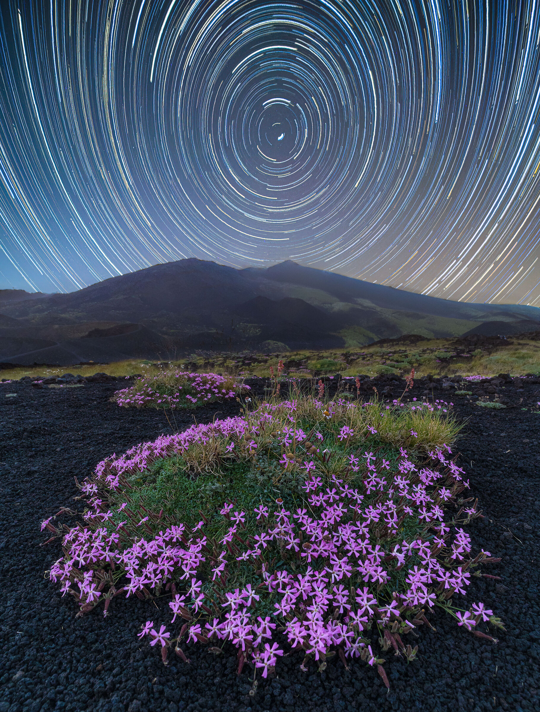 Saponaria among the stars