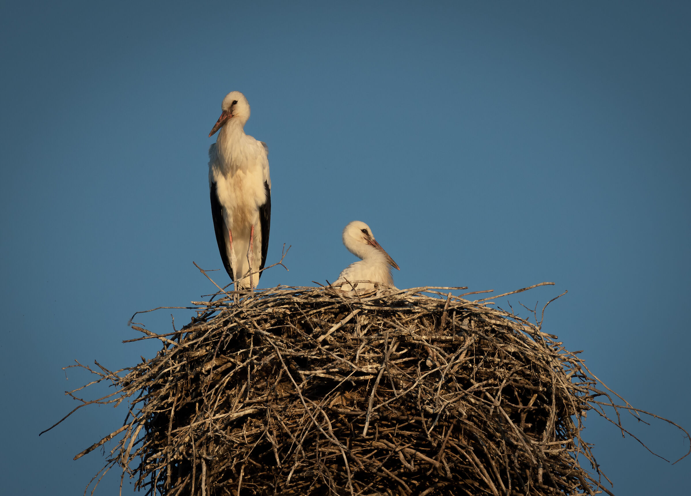 Novara Storks