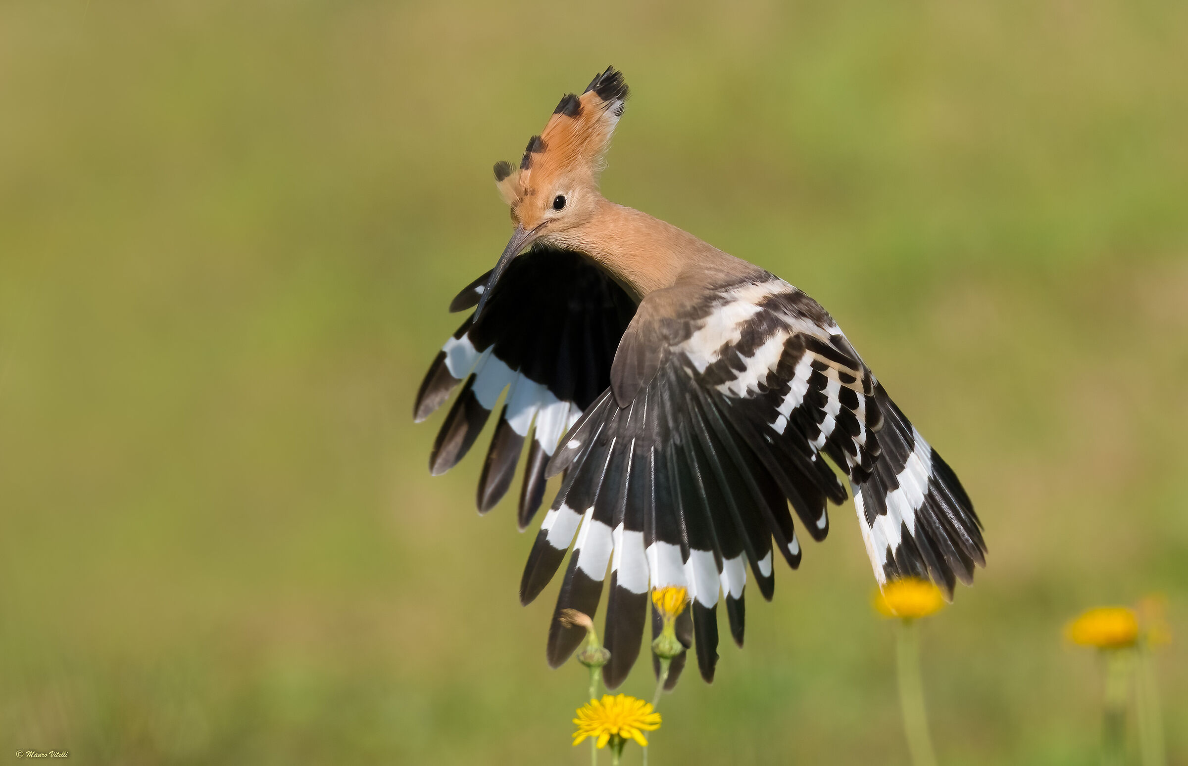 Hoopoe (Hoopoe epops)