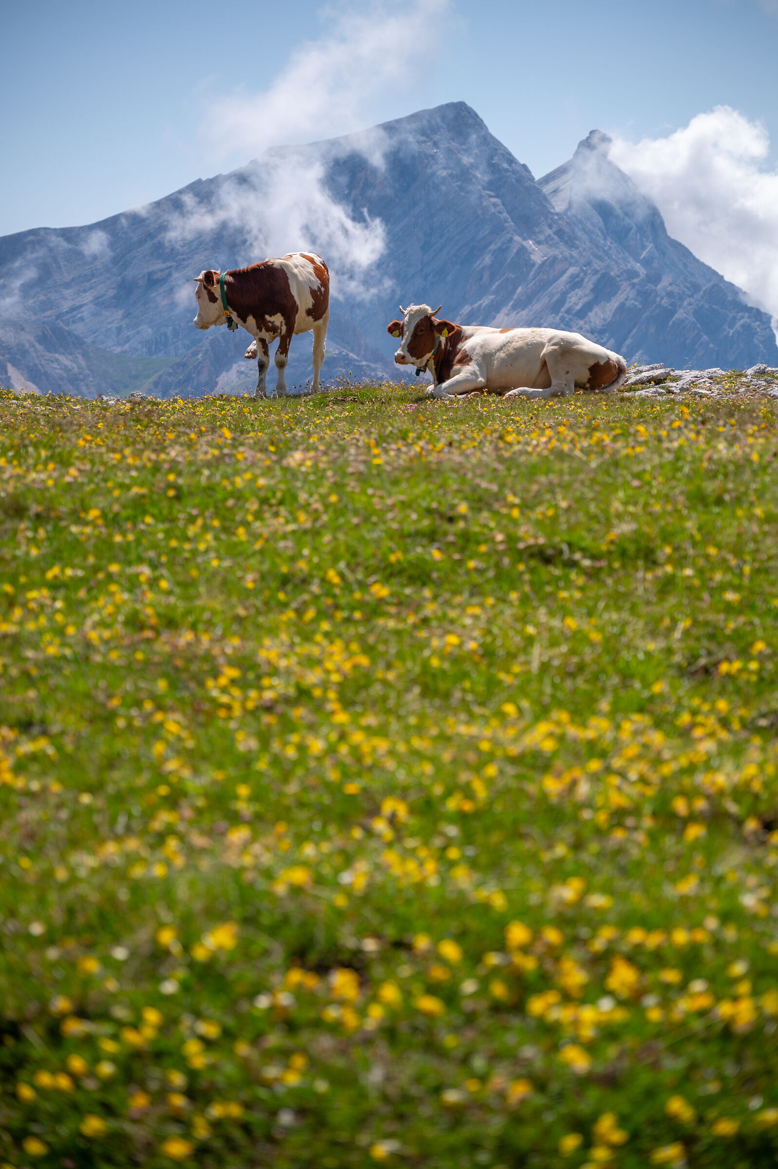 Grazing cows