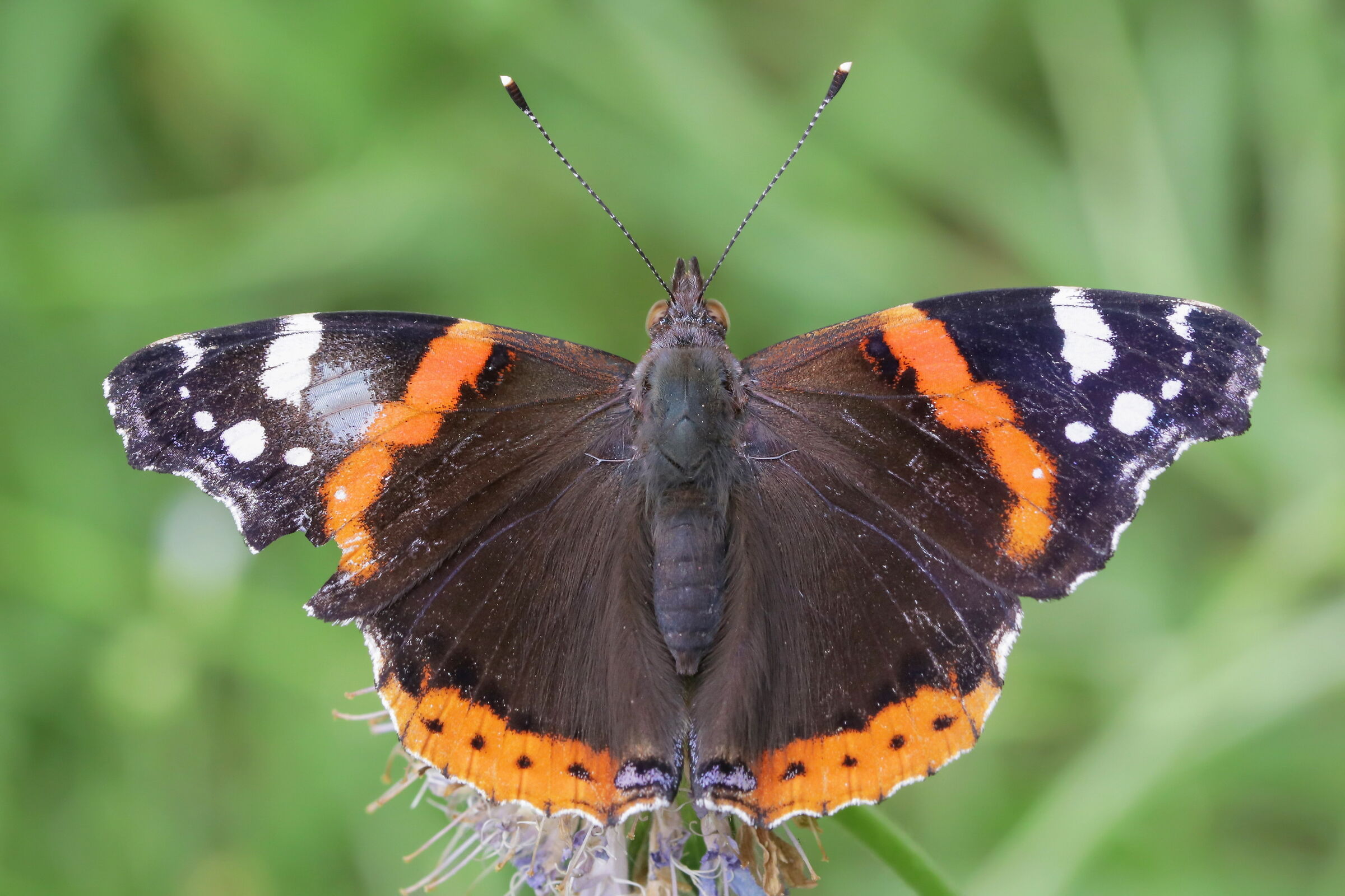 Vanessa atalanta