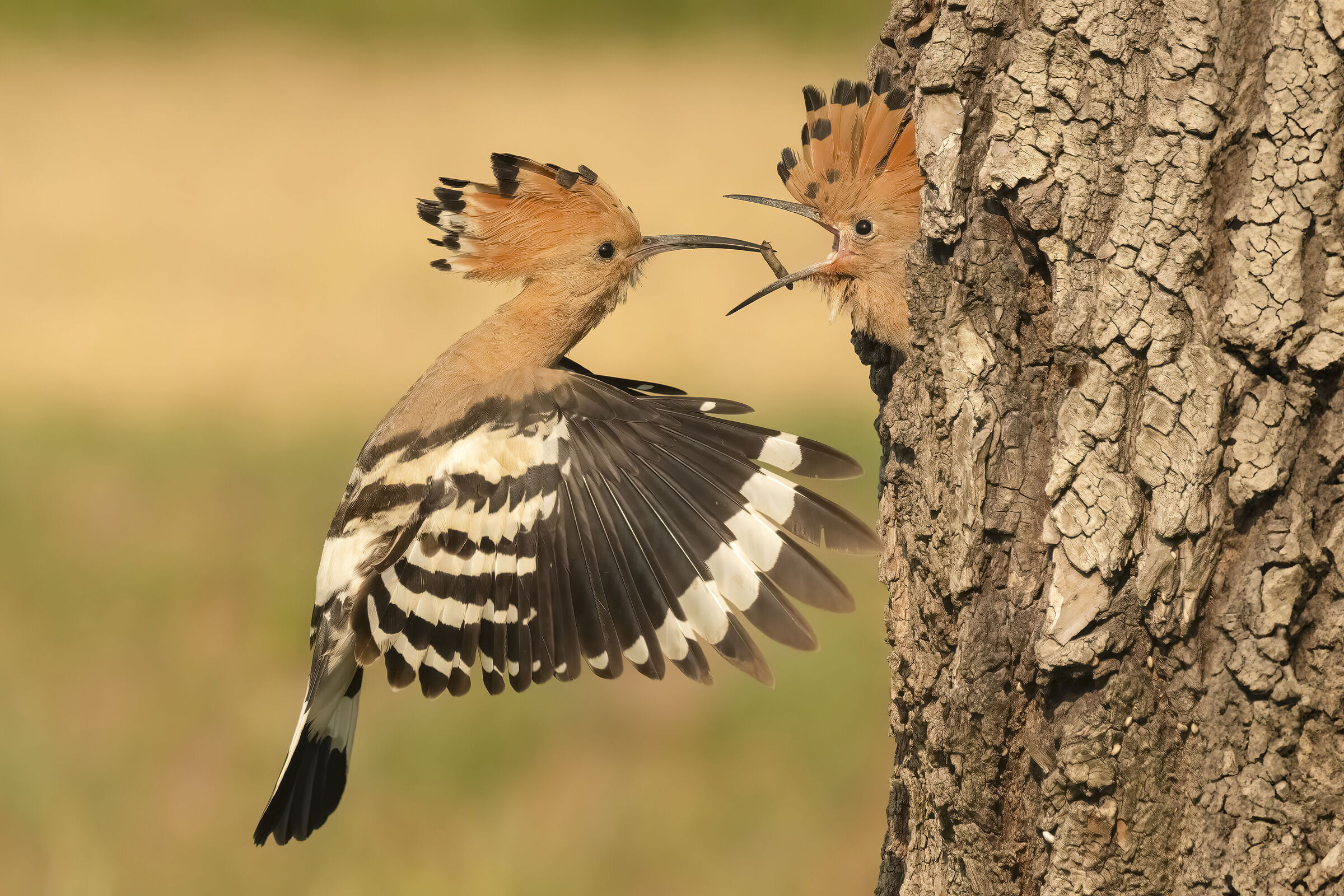 Hoopoe