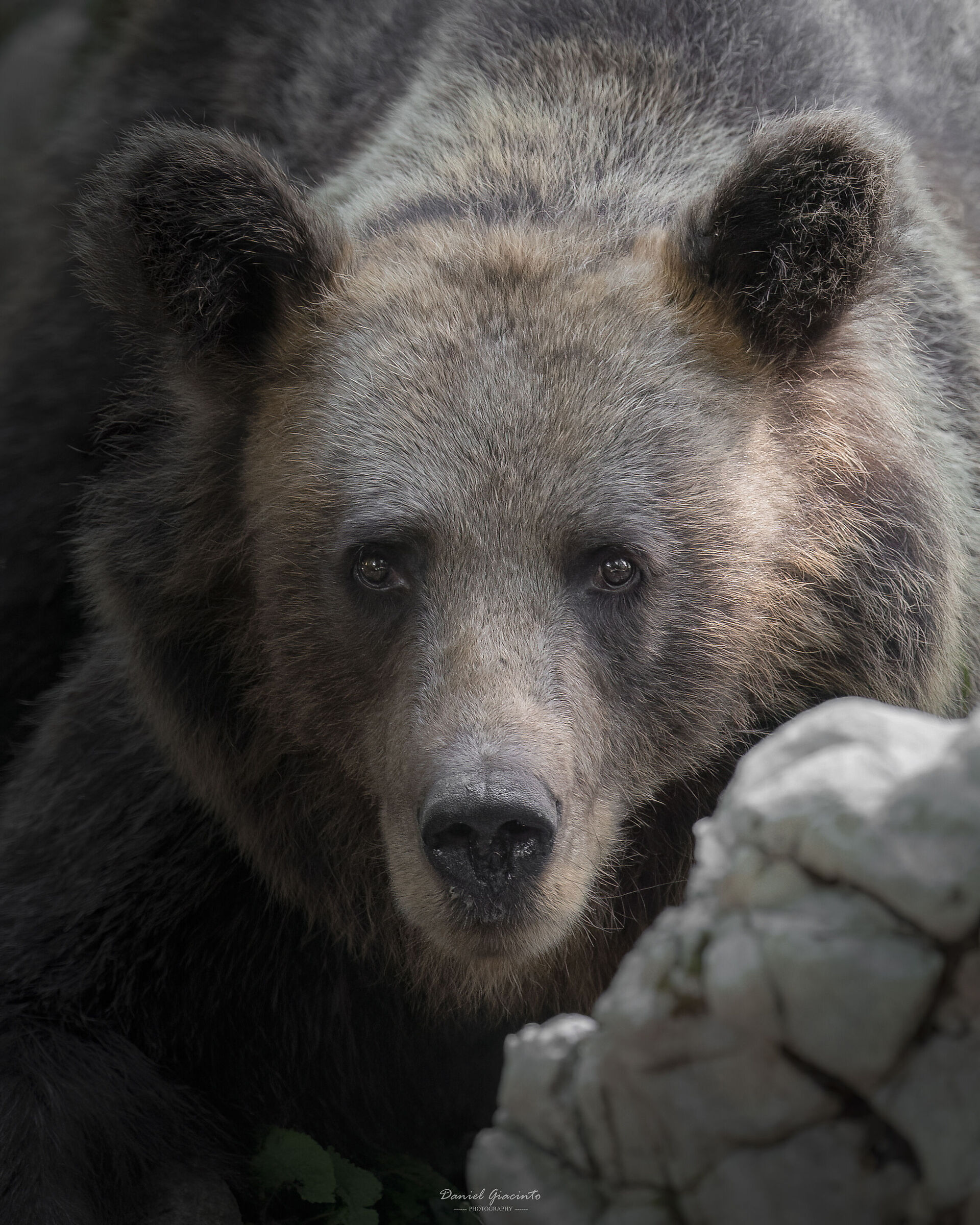 Portrait of the bear
