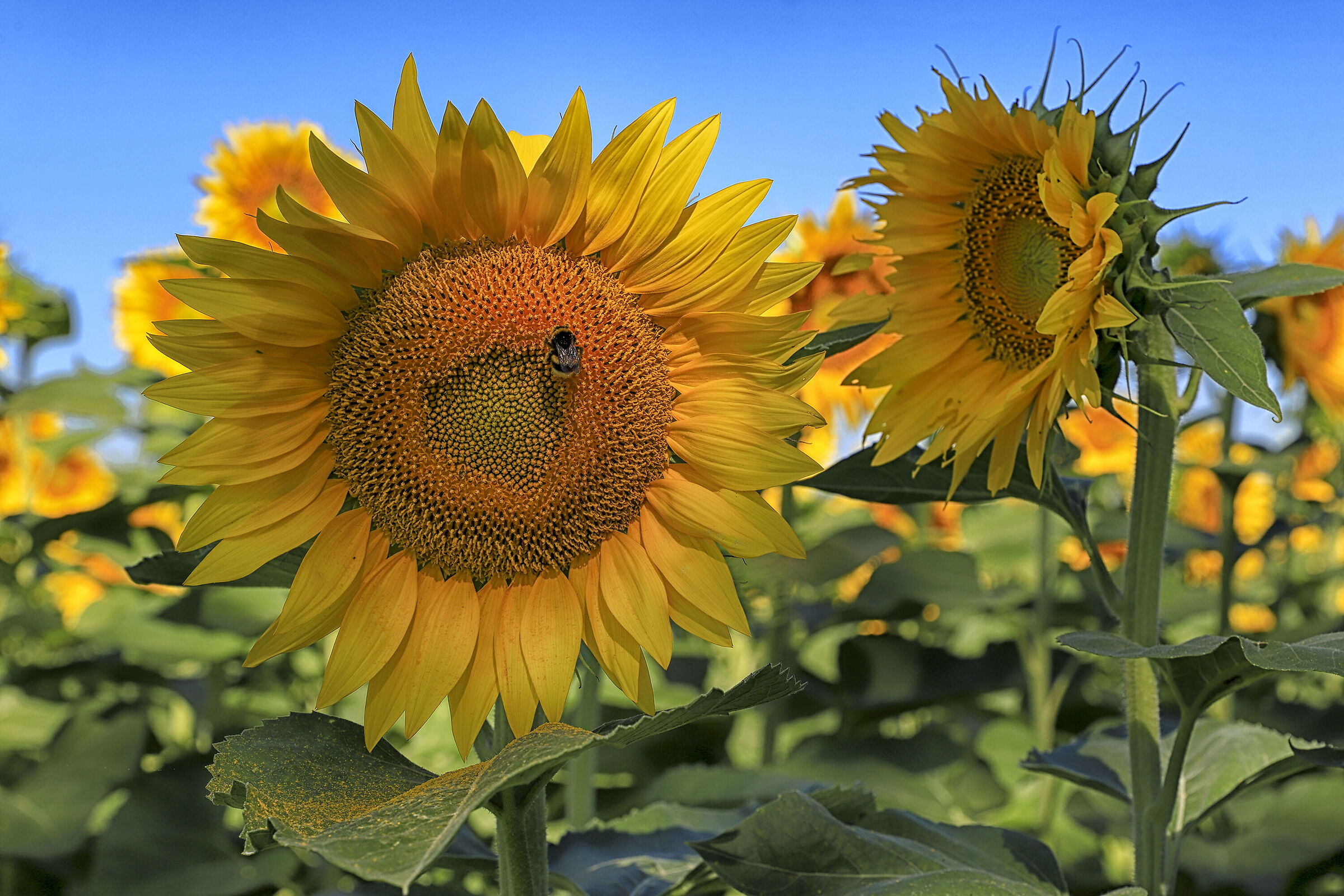 Tribute to Sunflowers