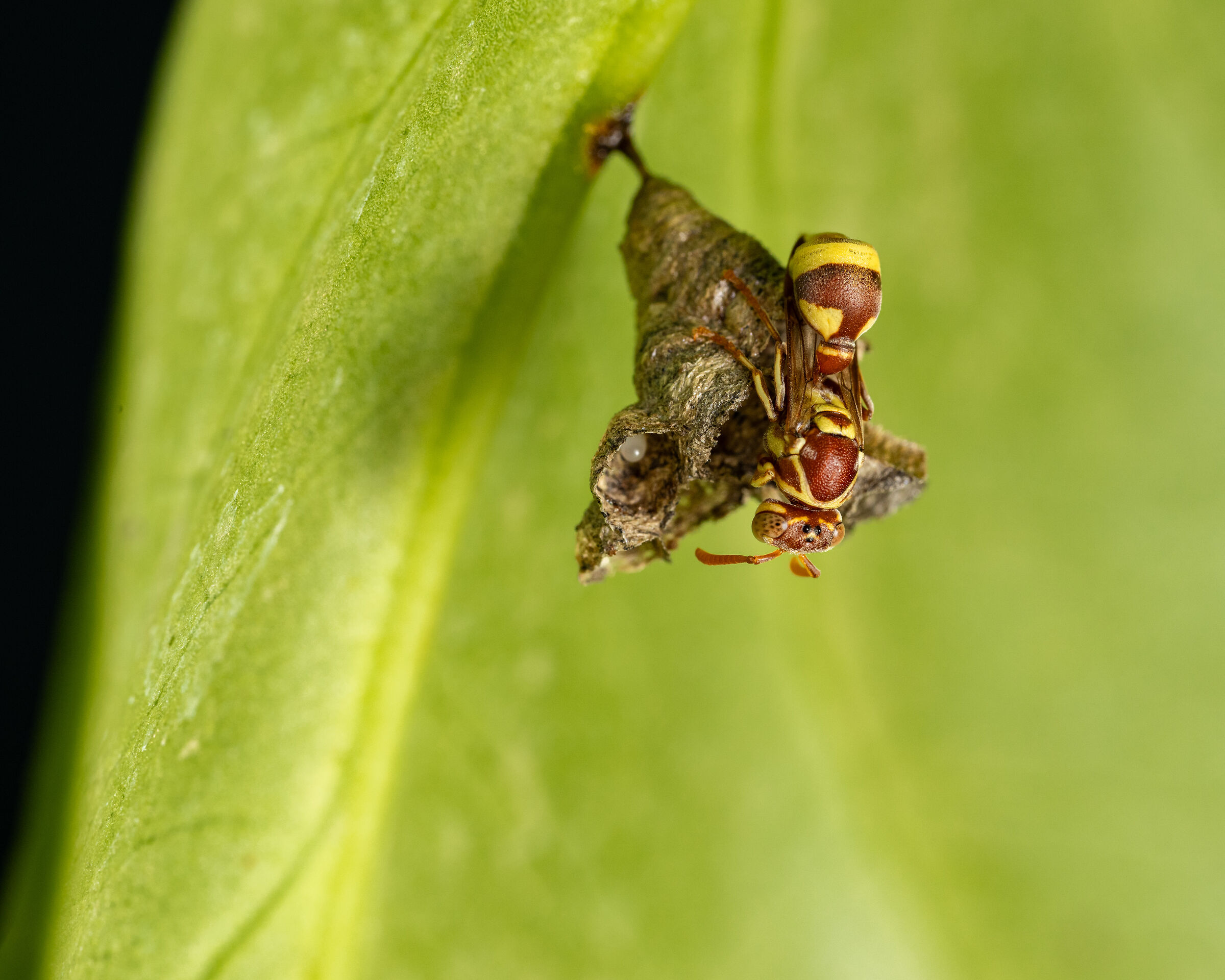 Lidia con uovo 13-07