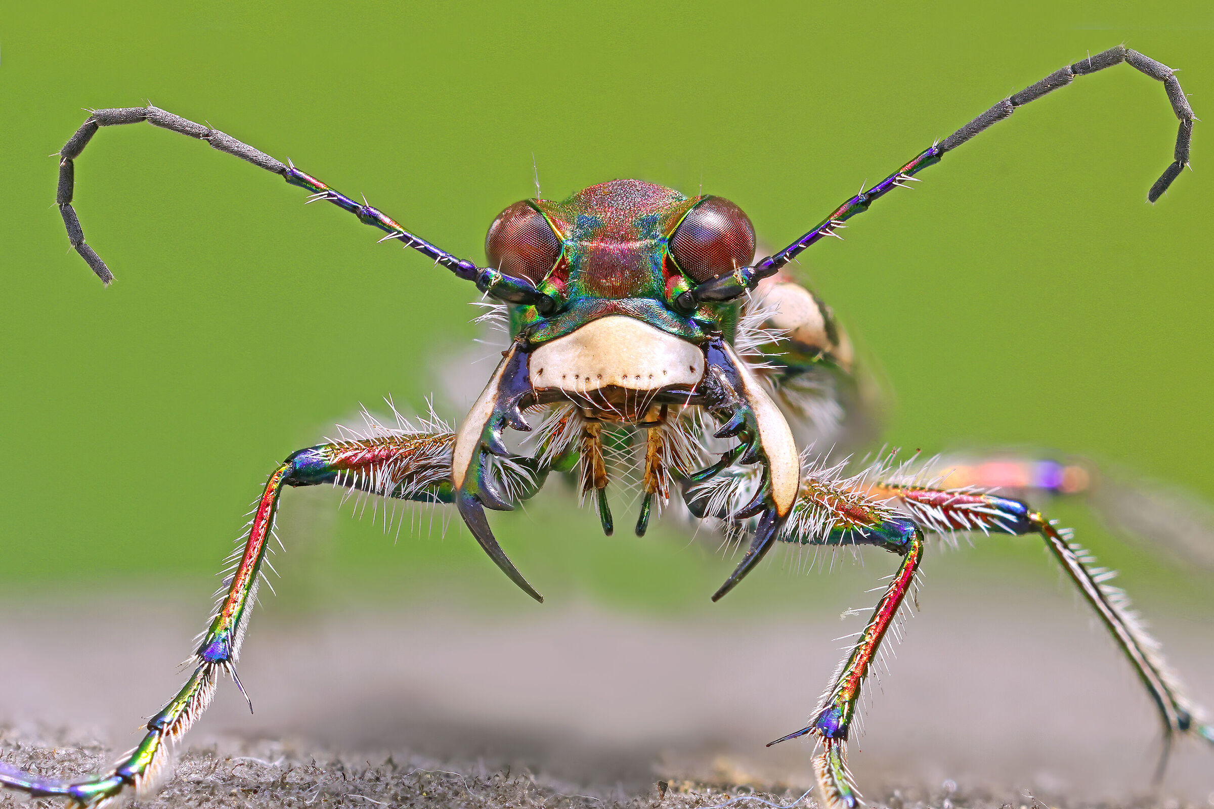 Cicindela