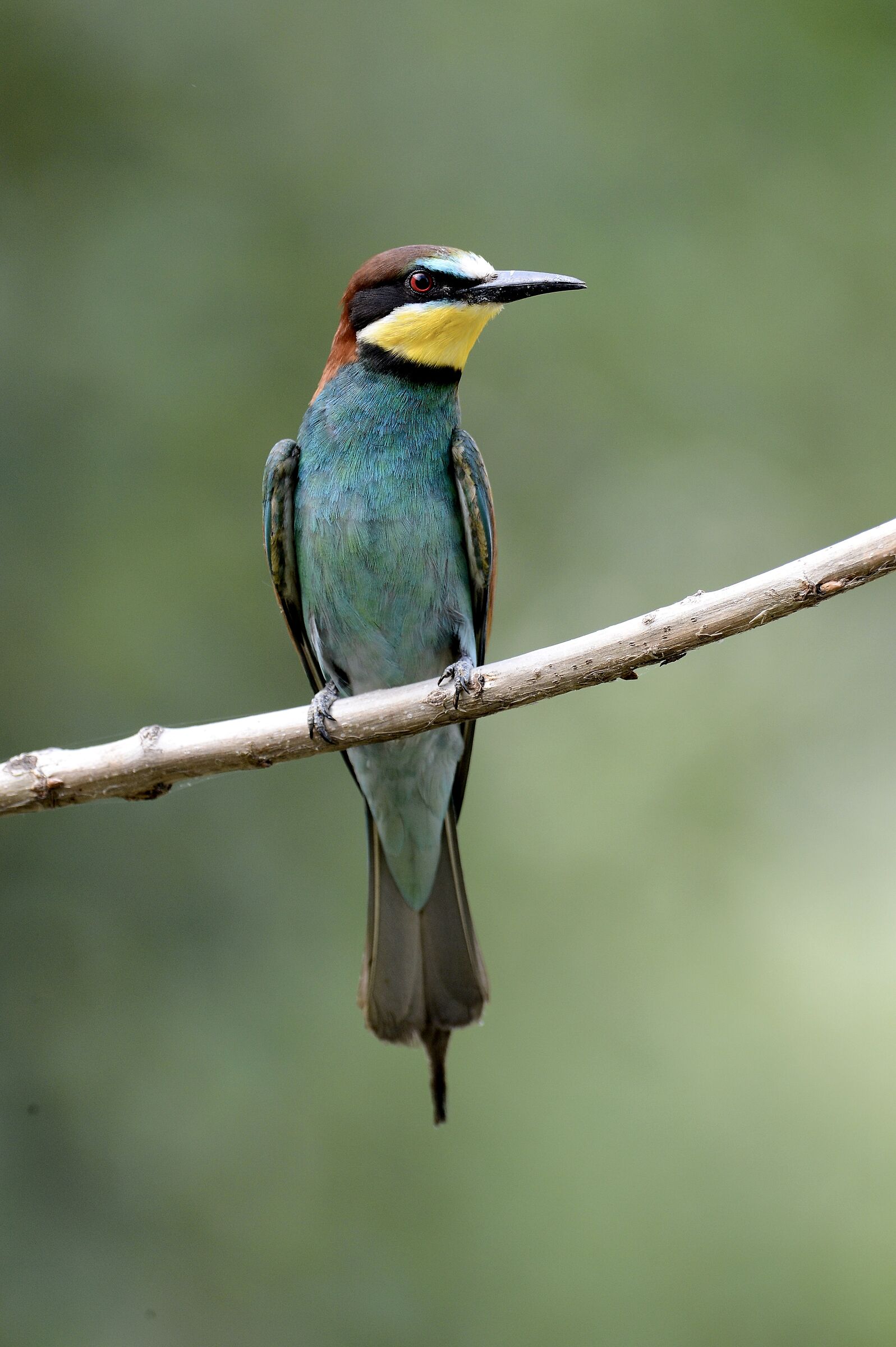Bee-eater