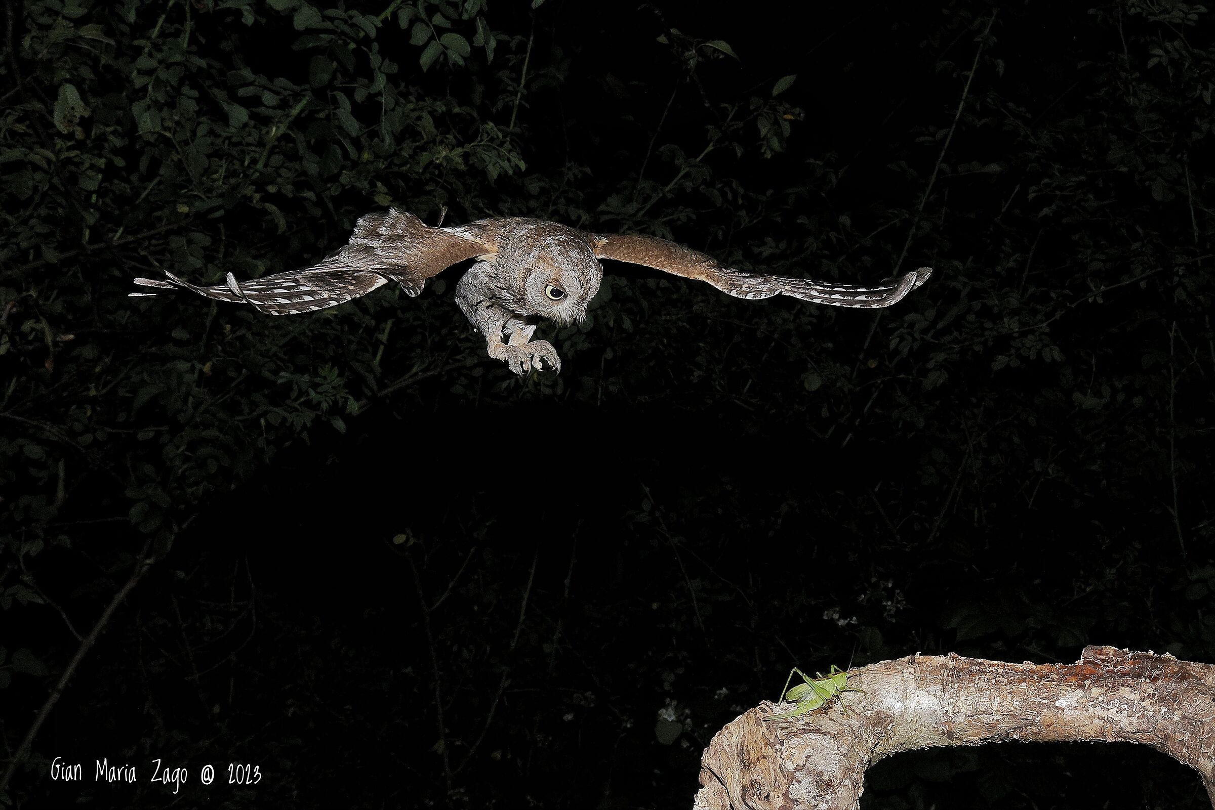 The assiolo and the grasshopper