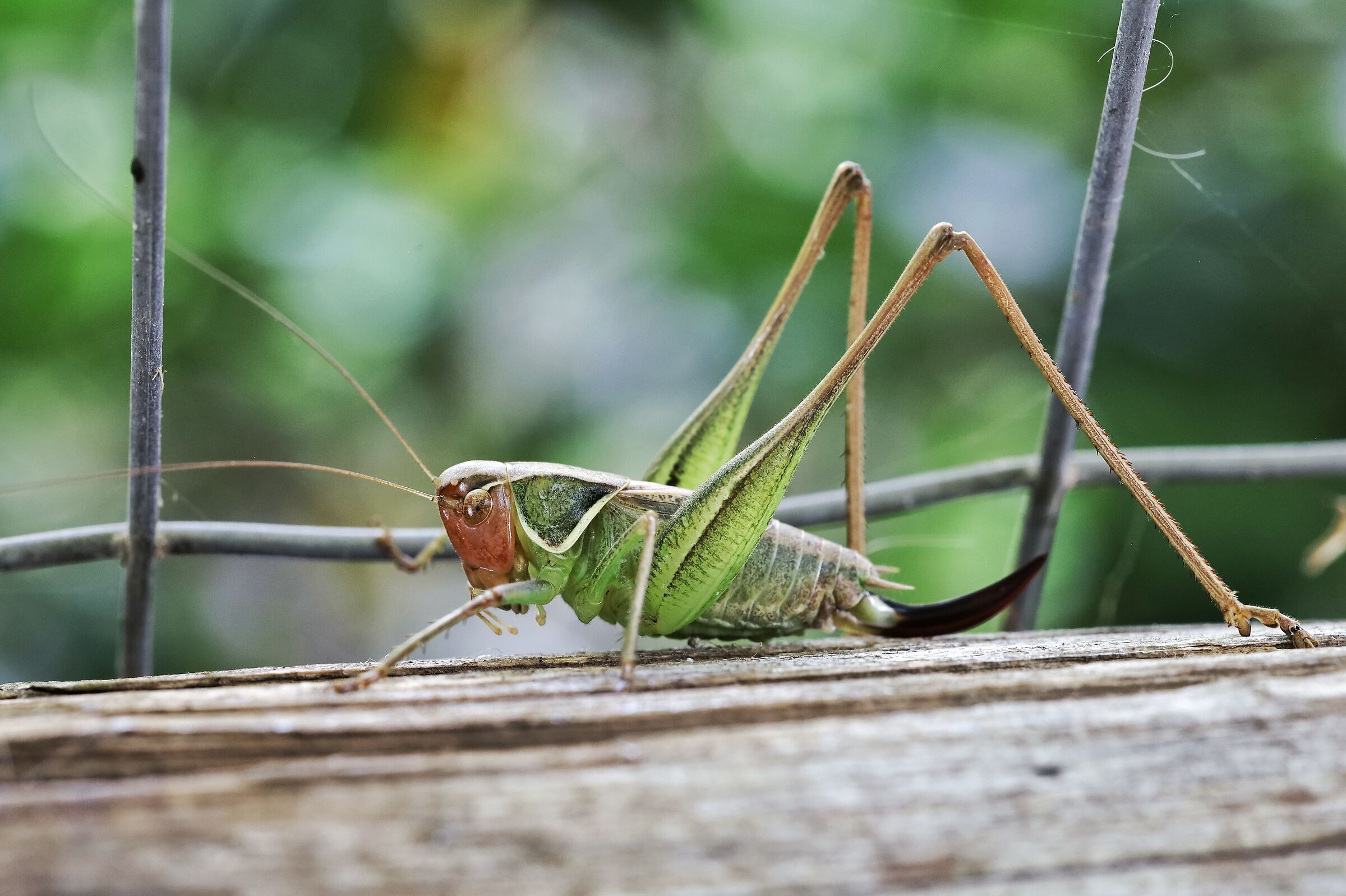 Sepiana sepium nymph _ female