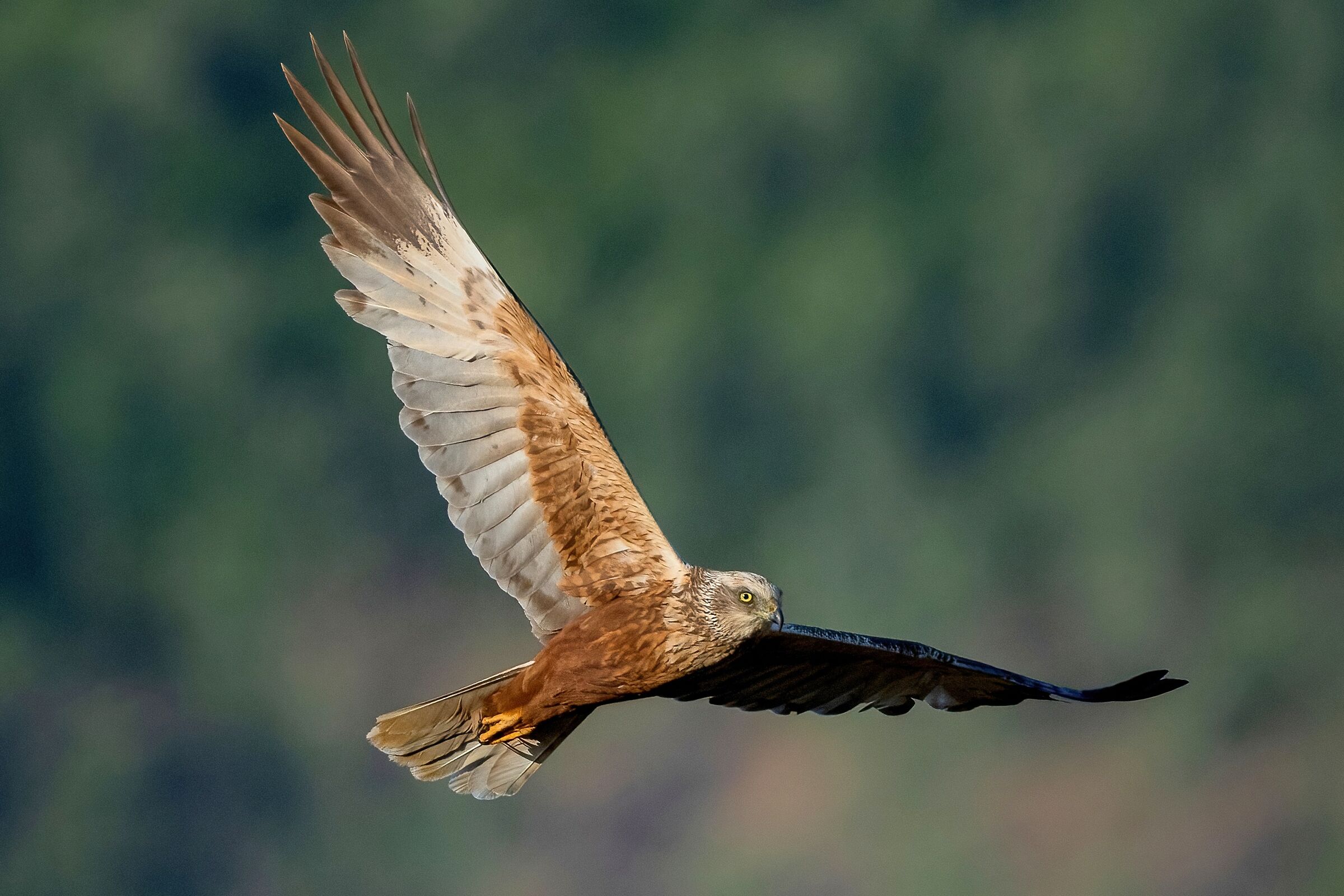Falco di palude (Circus aeruginosus)