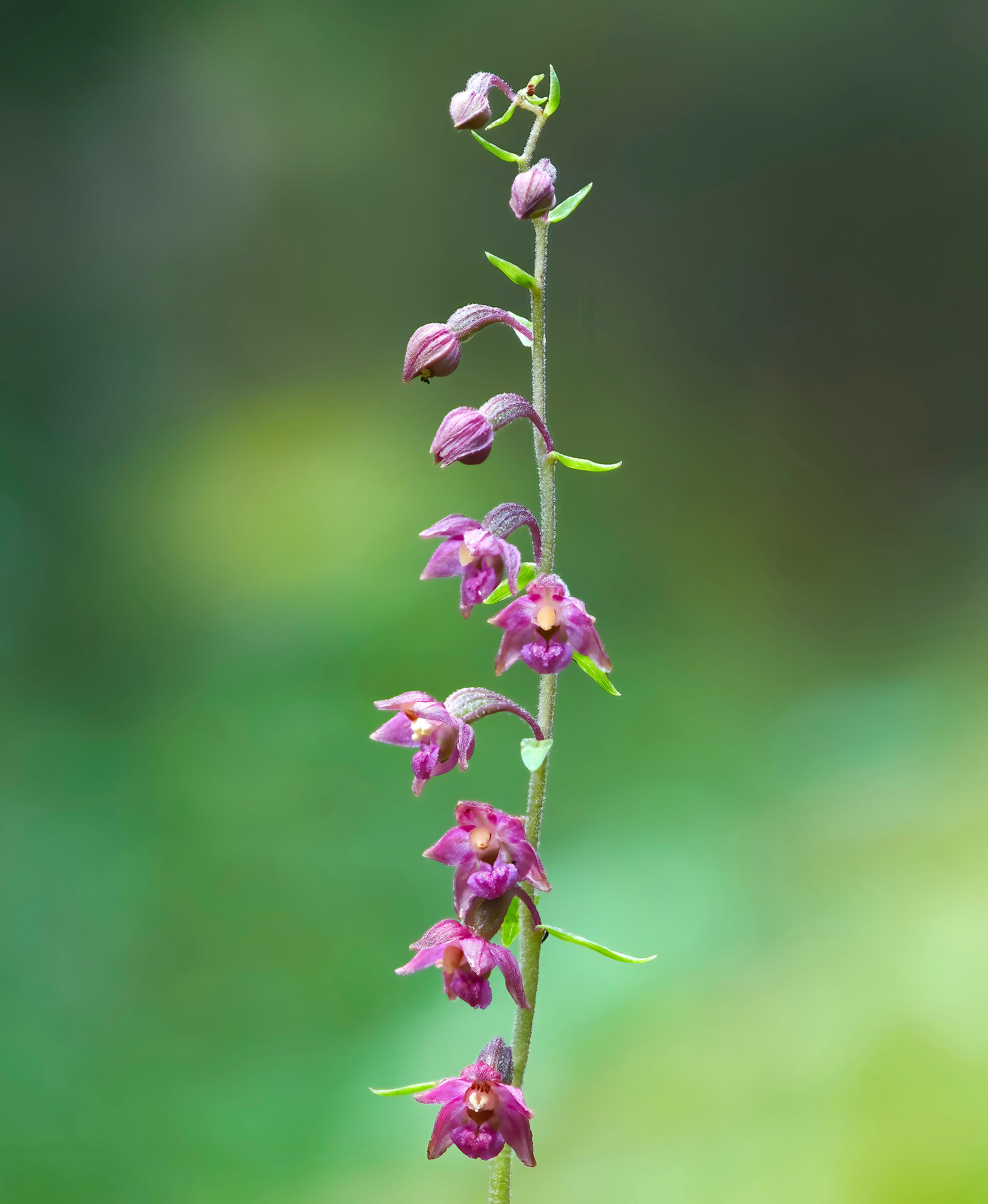 Epipactys atrorubens