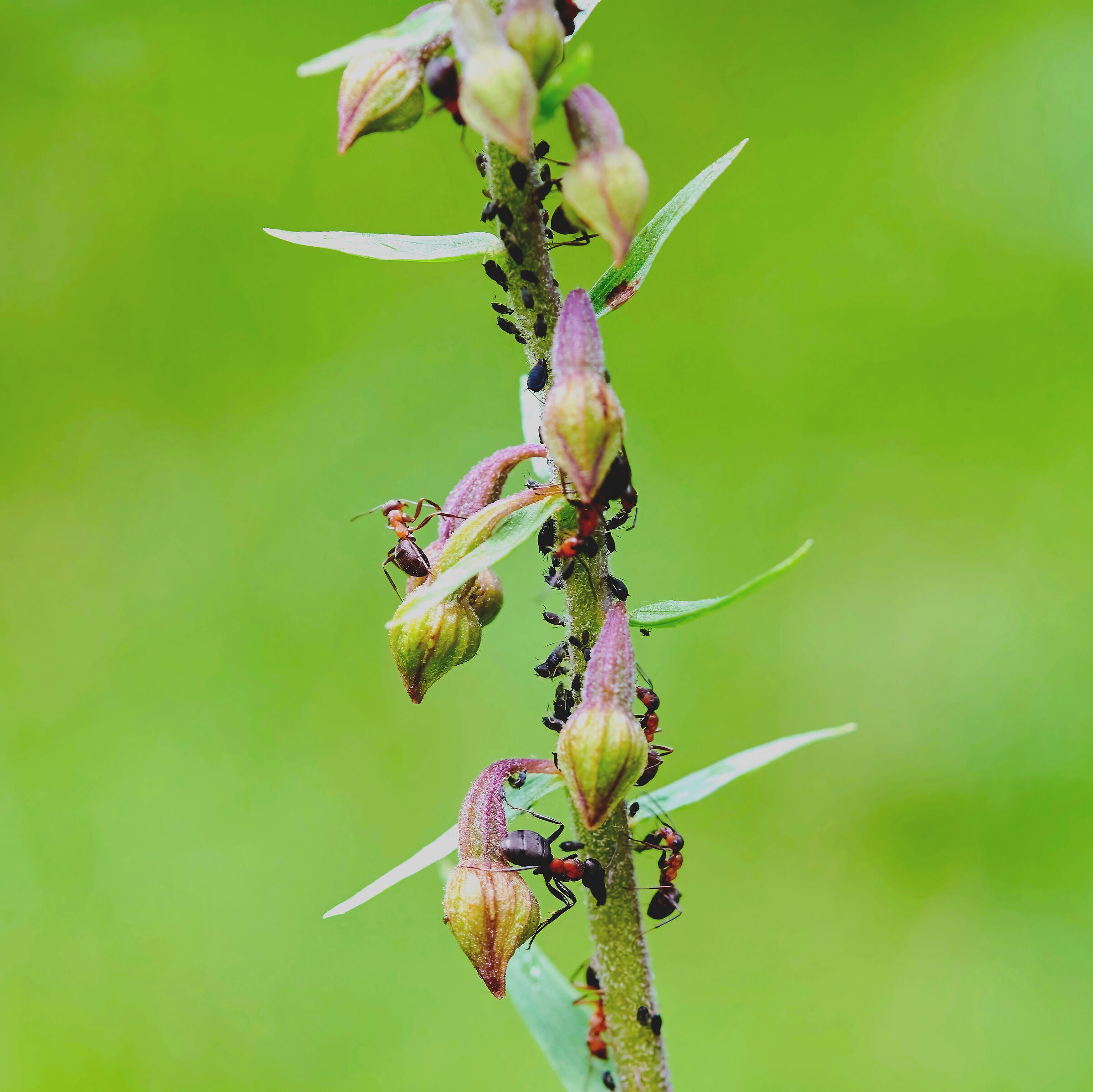 Ants and their aphid " garden "