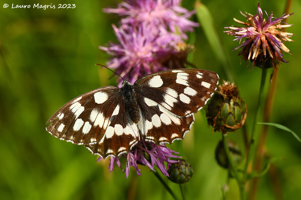 Melanargia galathea