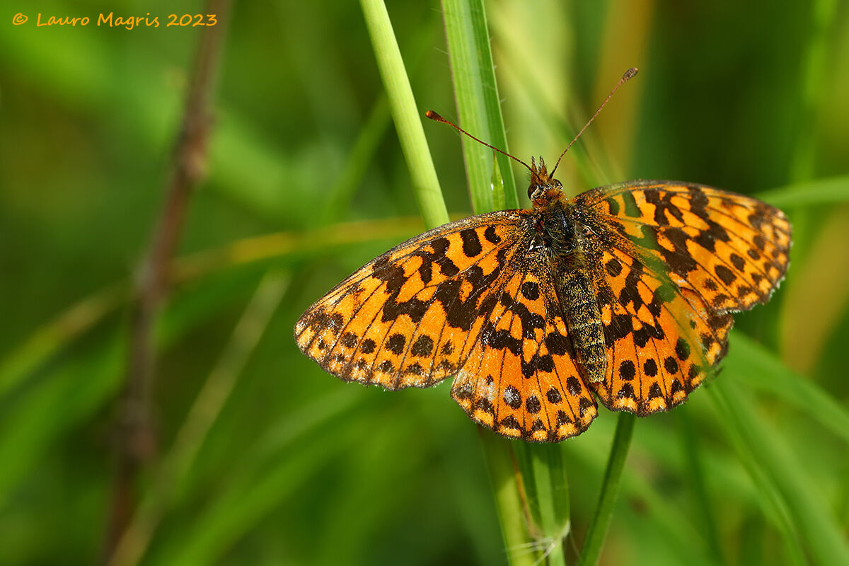 Boloria titania
