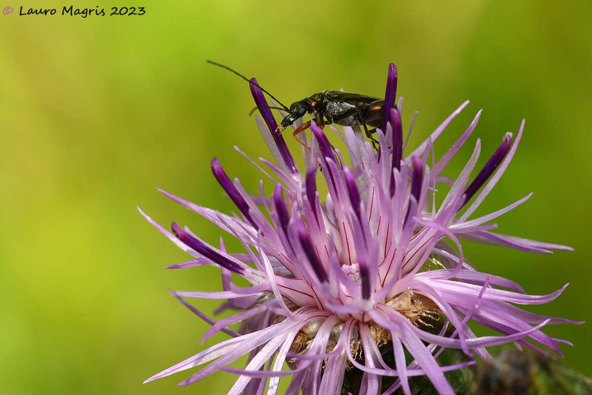 Oedemera flavipes